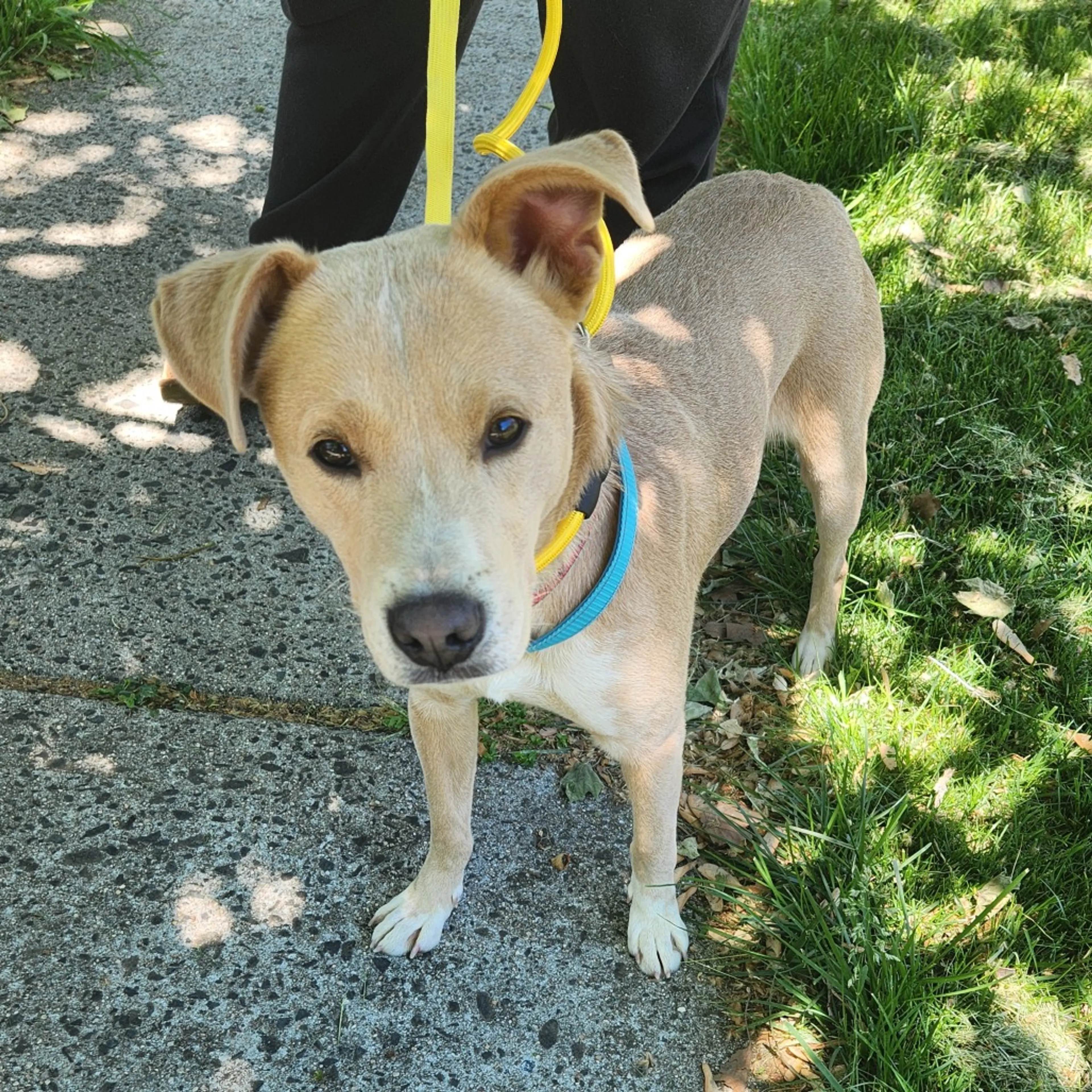 Found pet-1