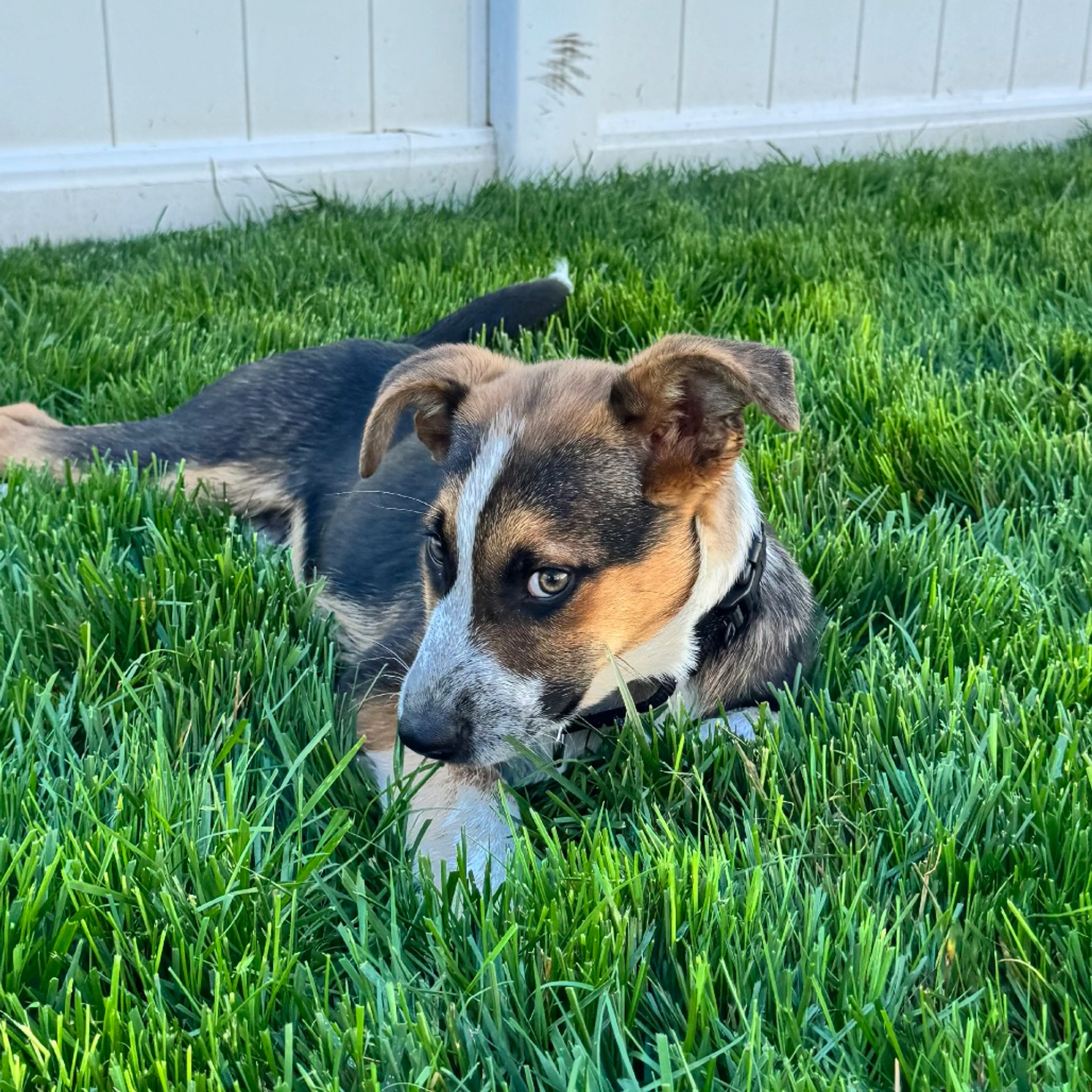 Found pet-7