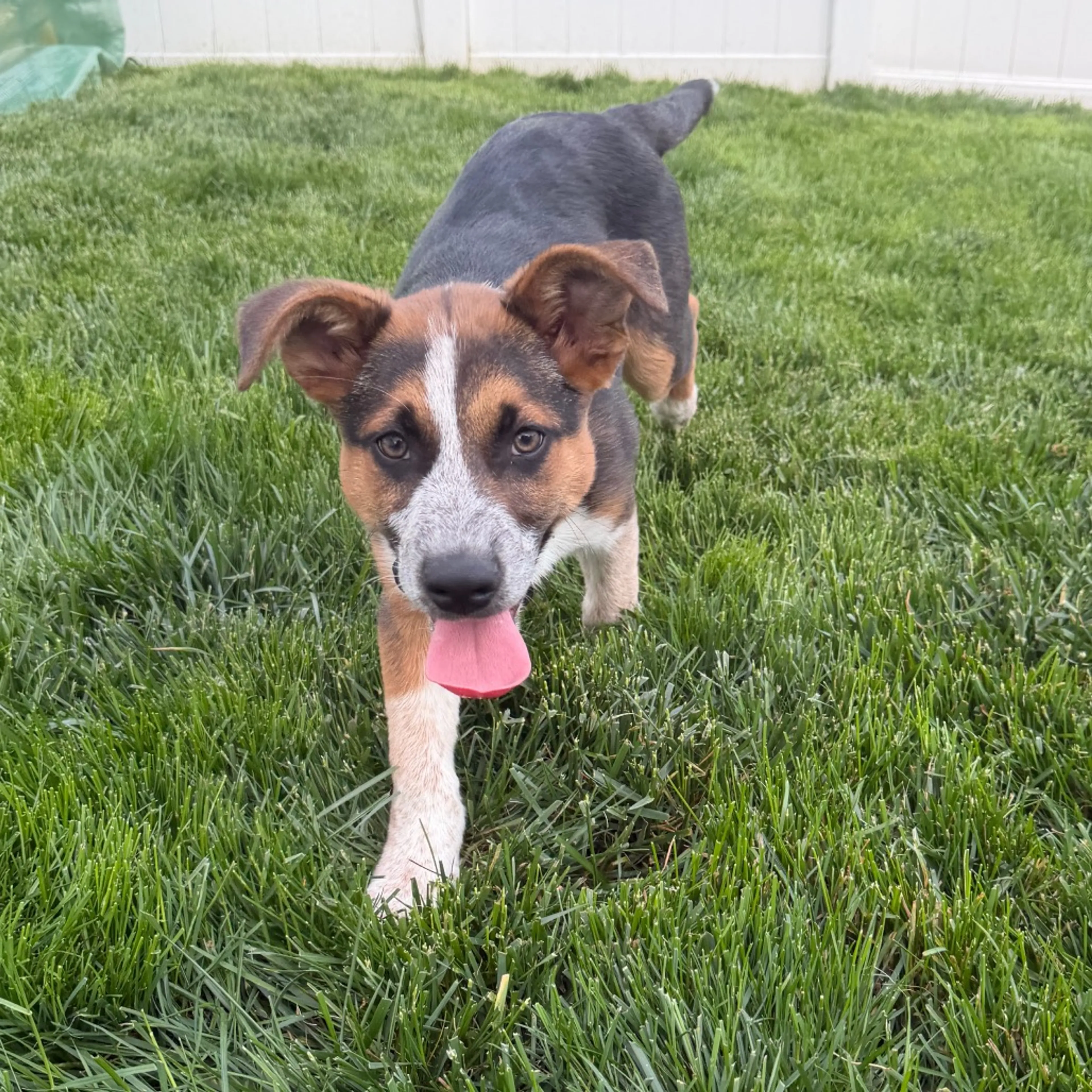 Found pet-1
