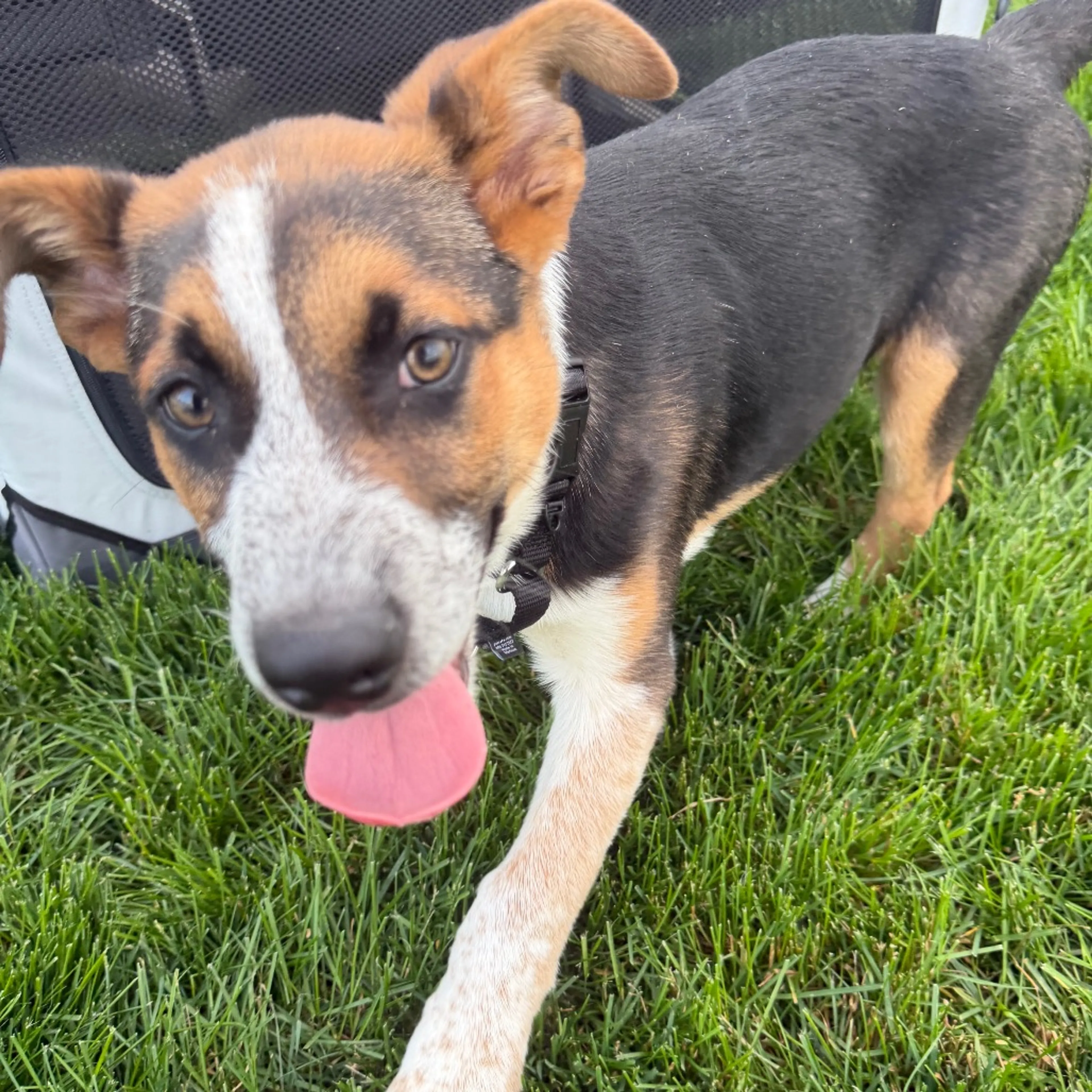 Found pet-9