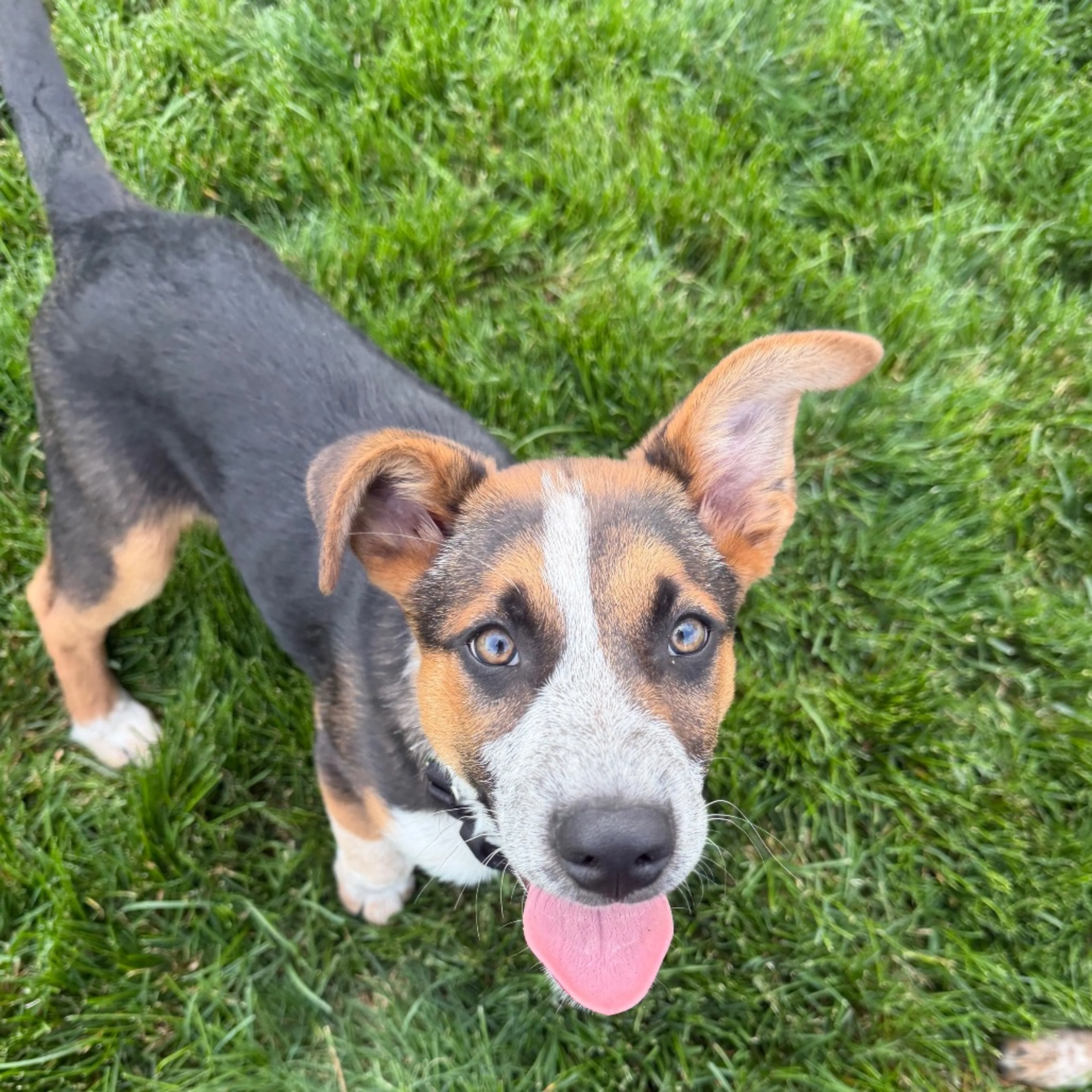 Found pet-2