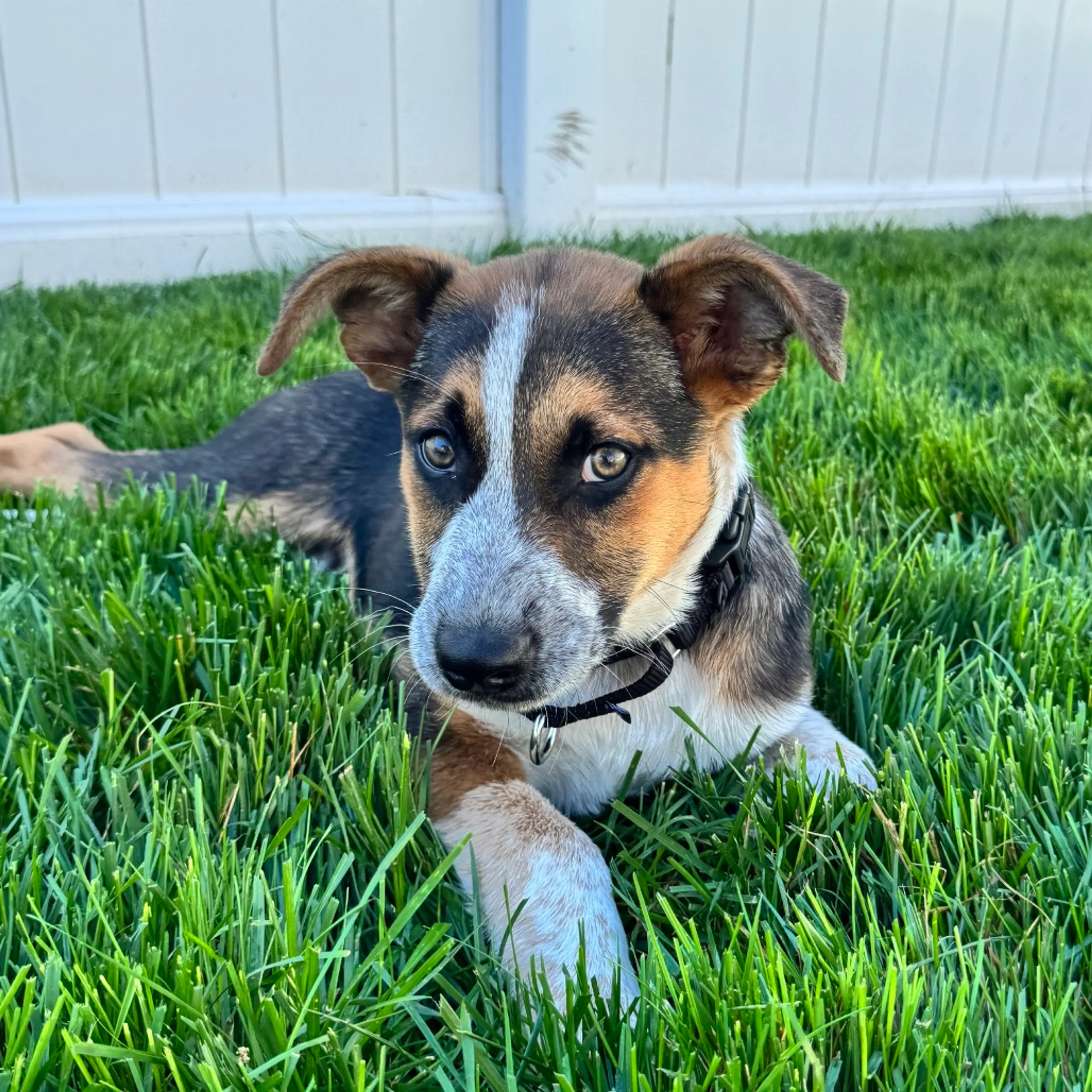 Found pet-6