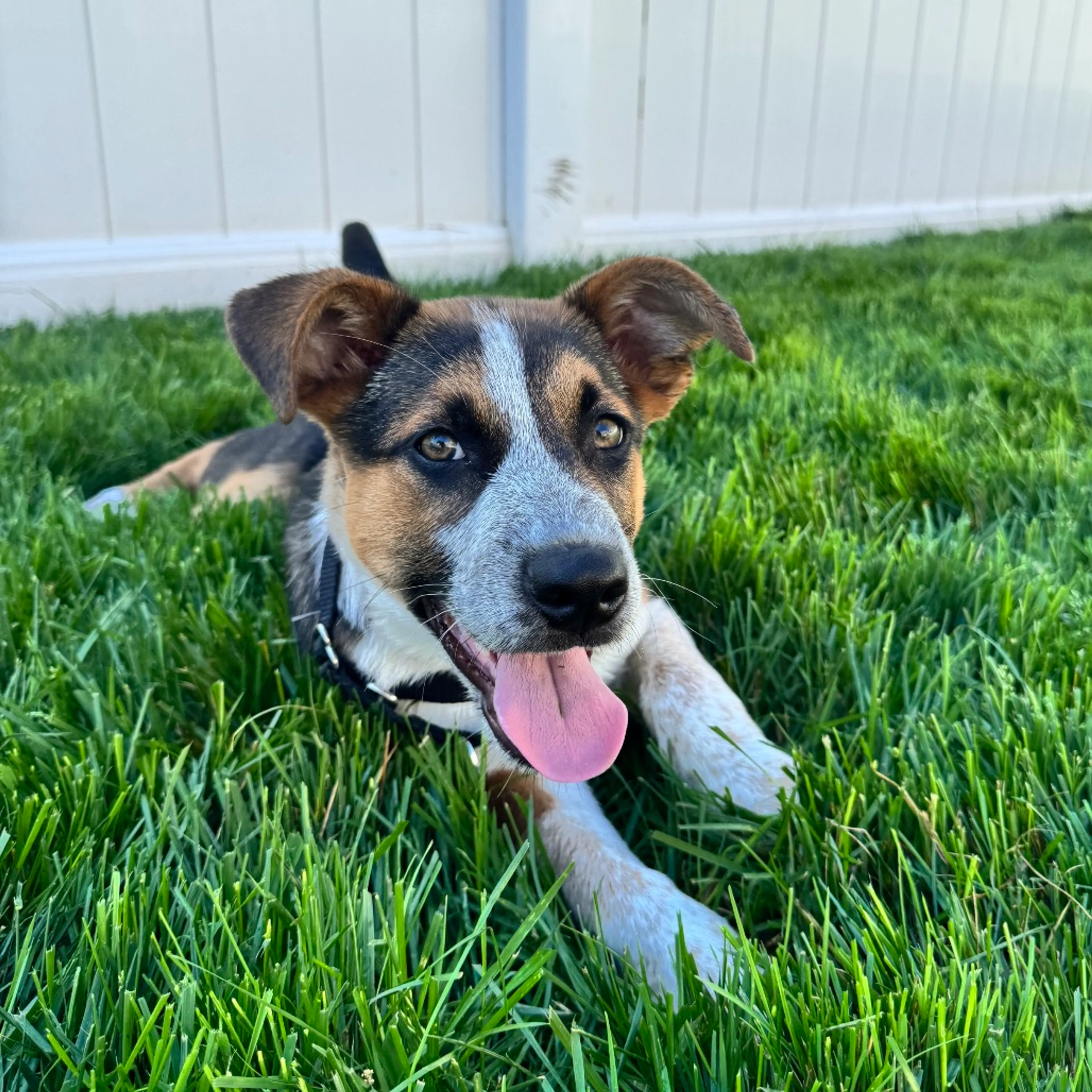 Found pet-5