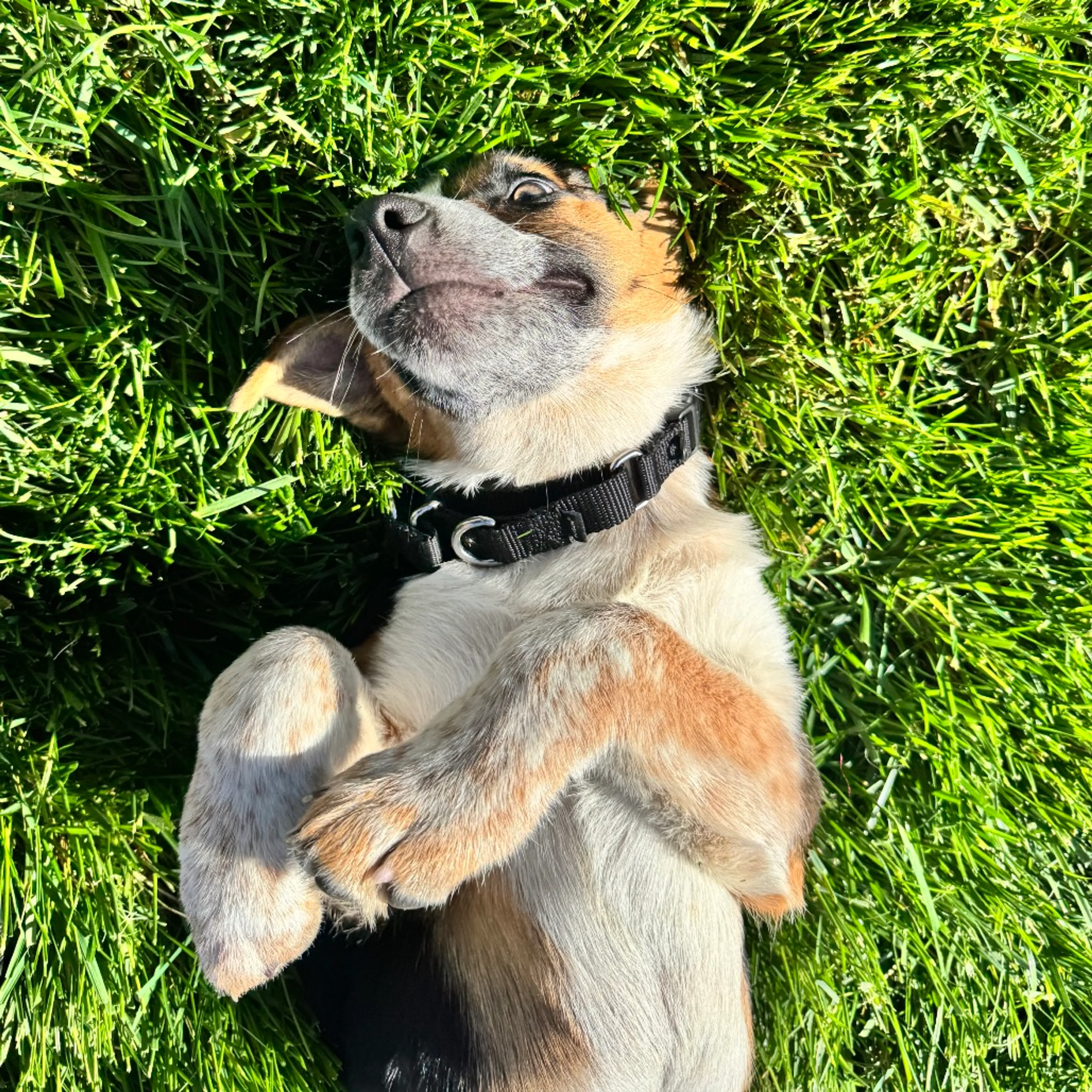 Found pet-8
