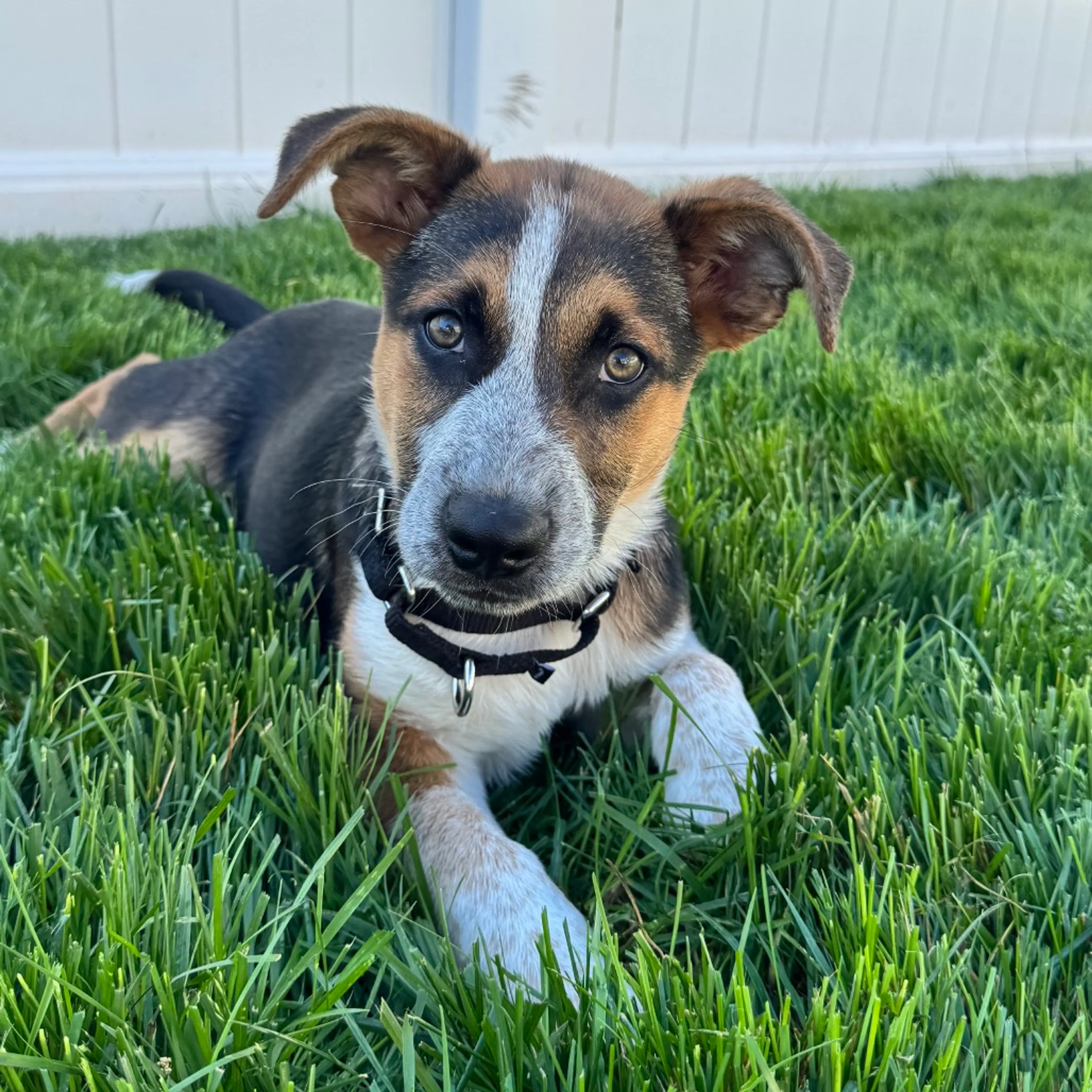 Found pet-4