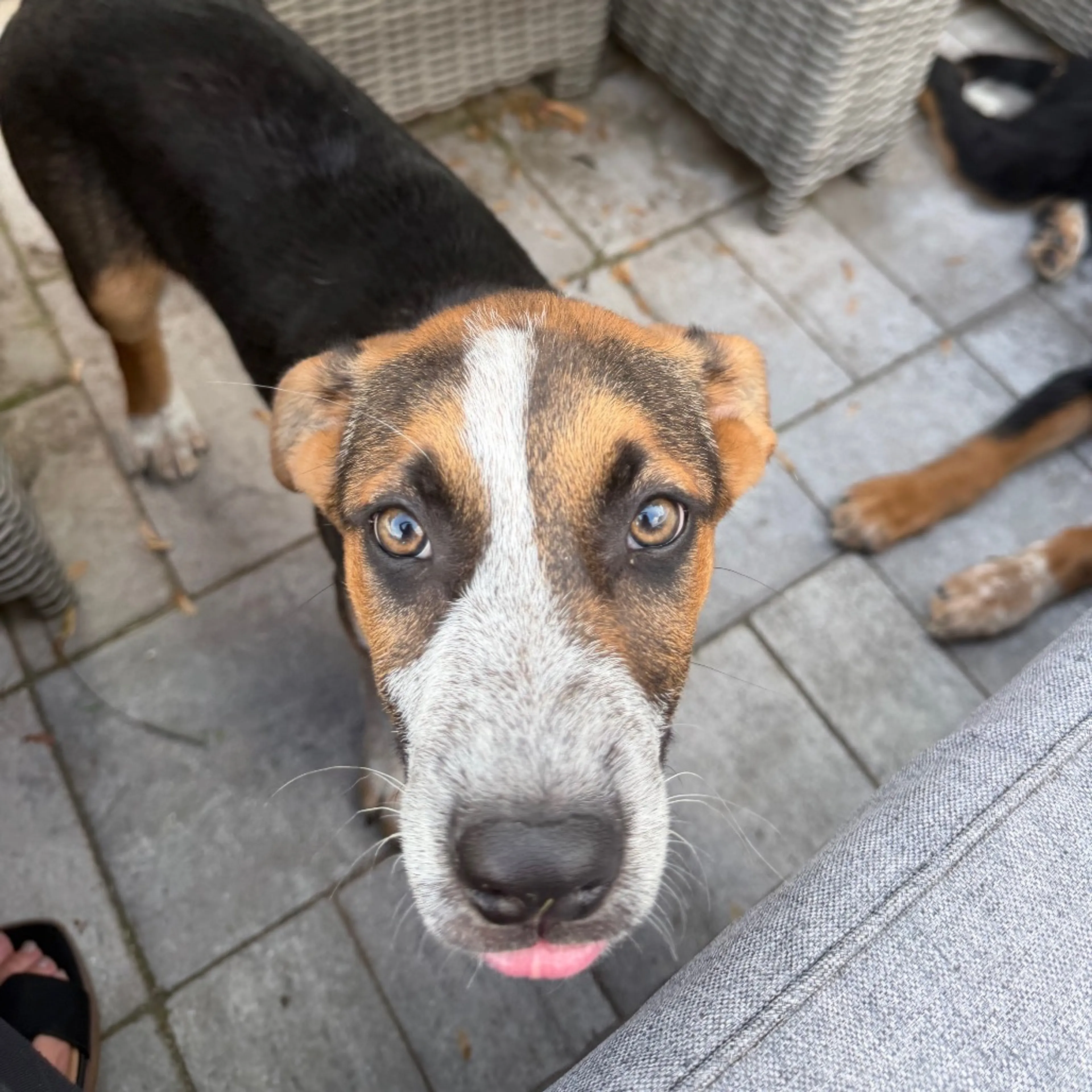 Found pet-3