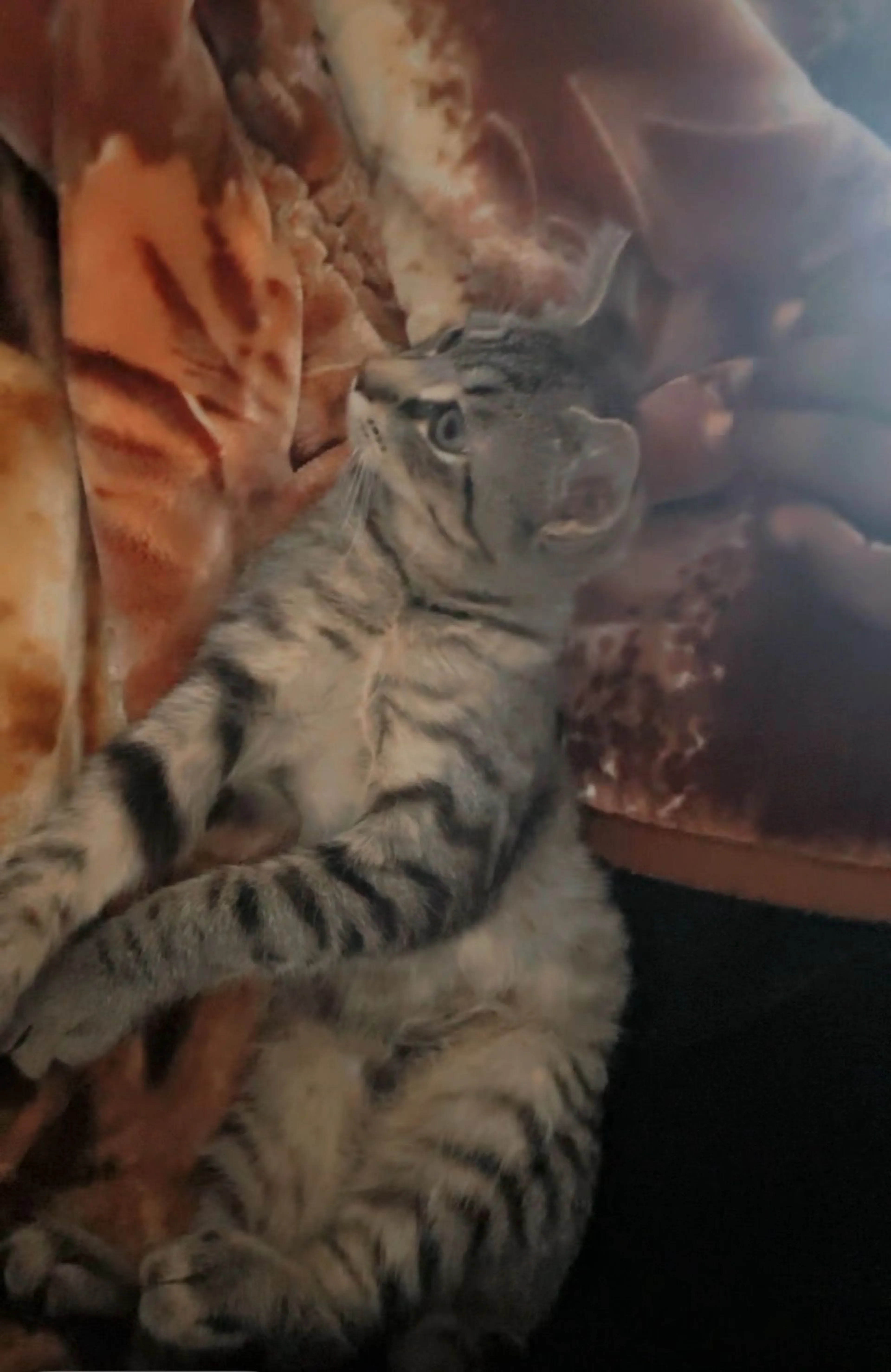 Lost pet-0
