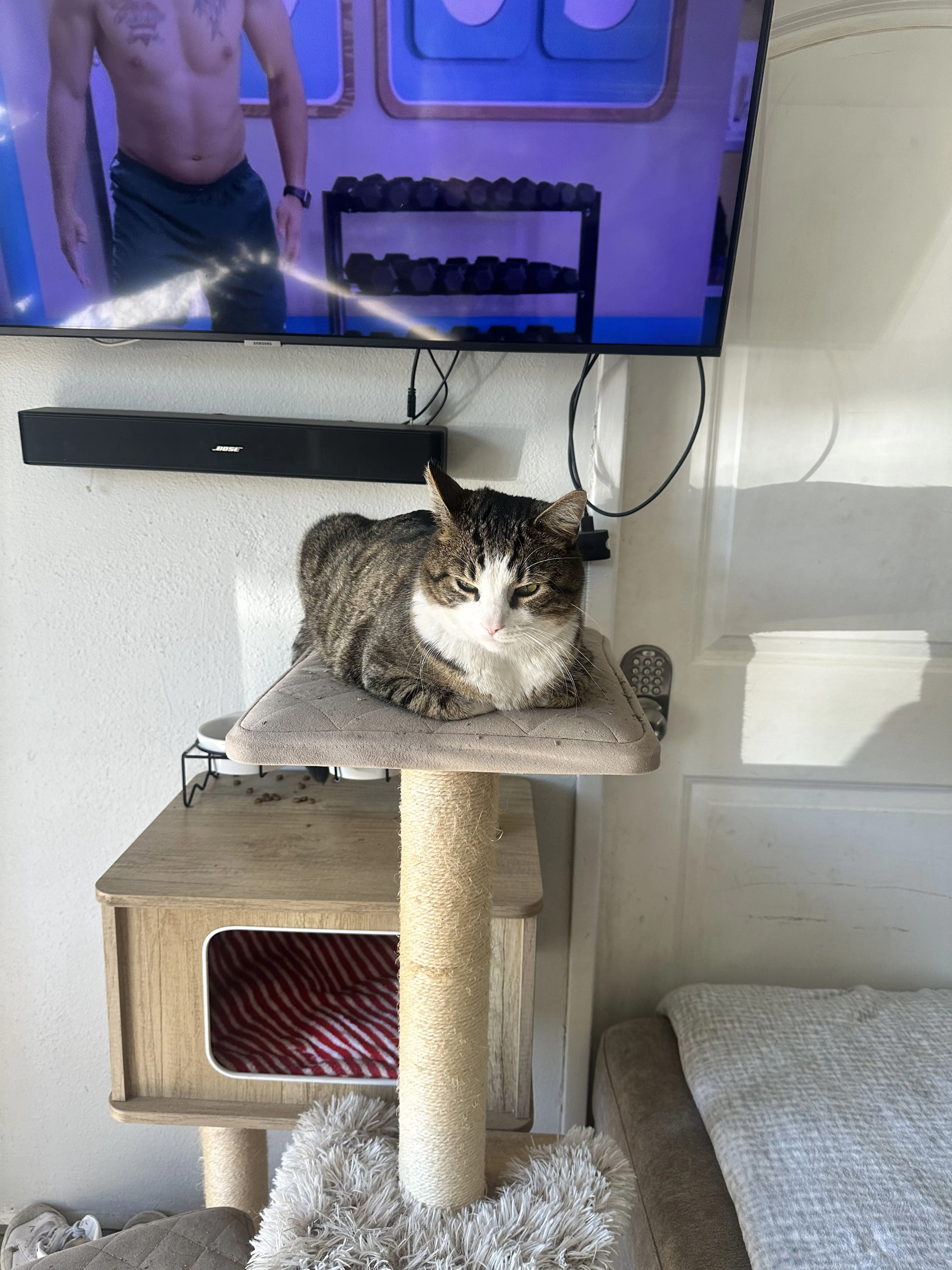 Lost pet-1