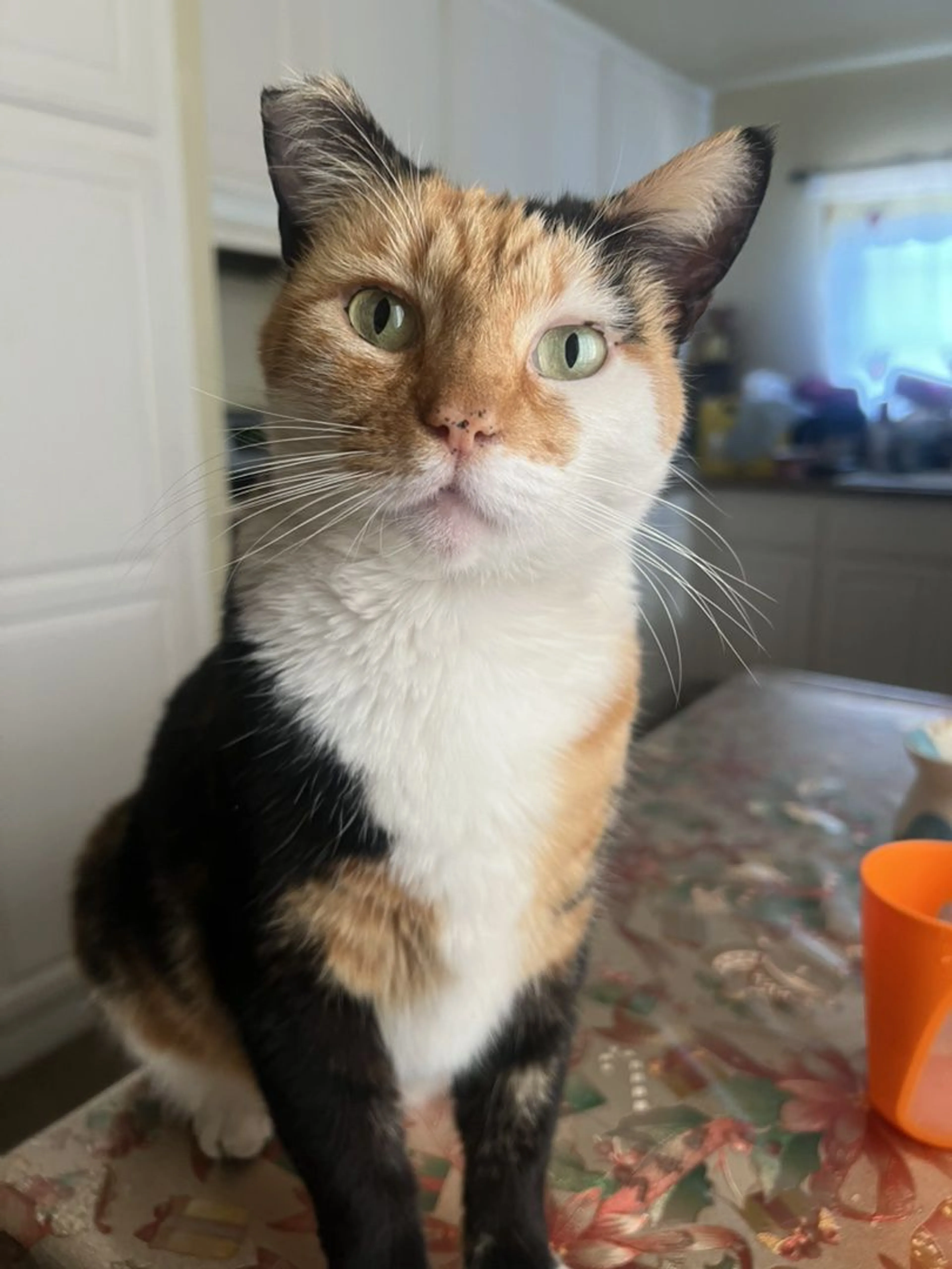 Lost pet
