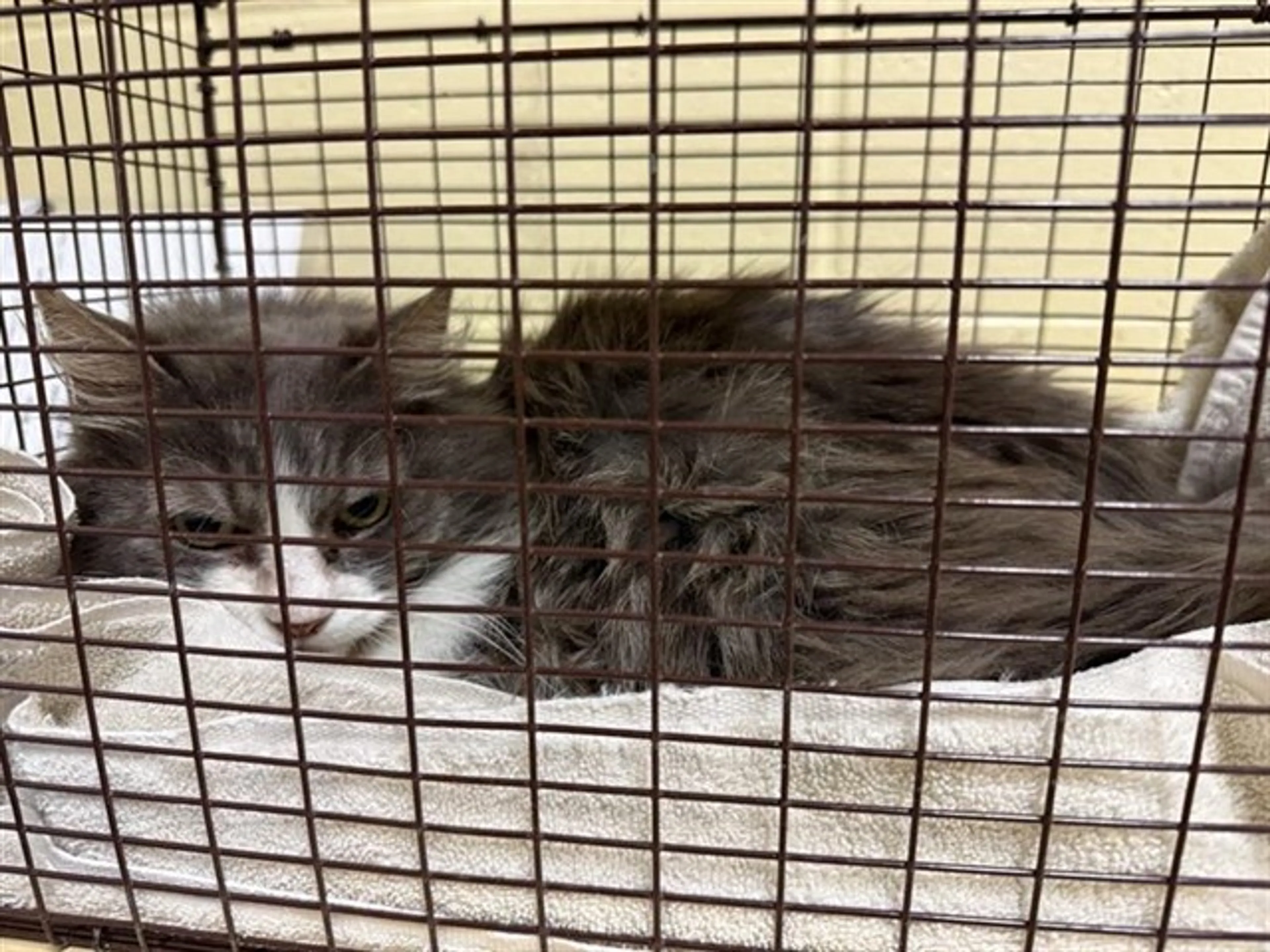 Found pet