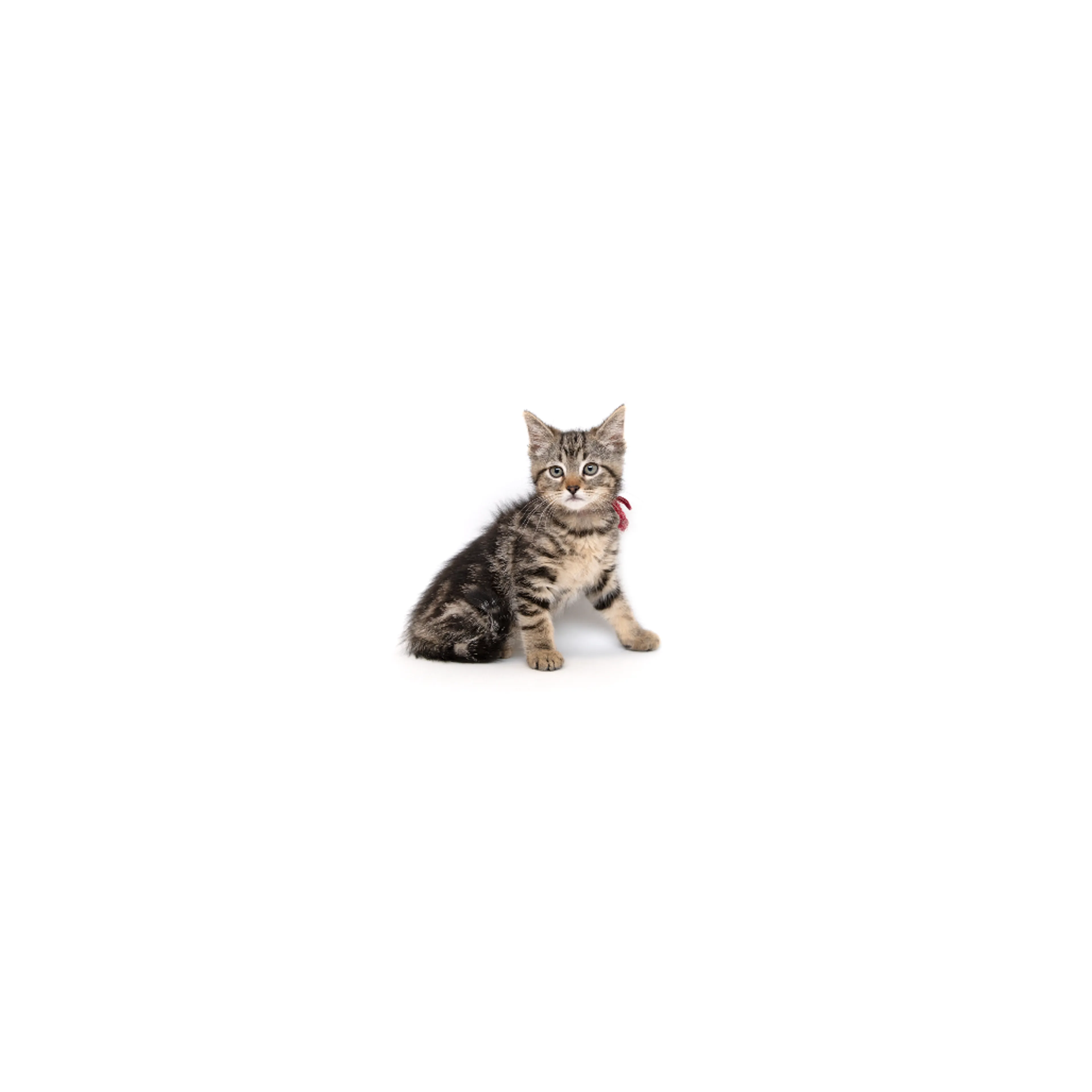 cdn image