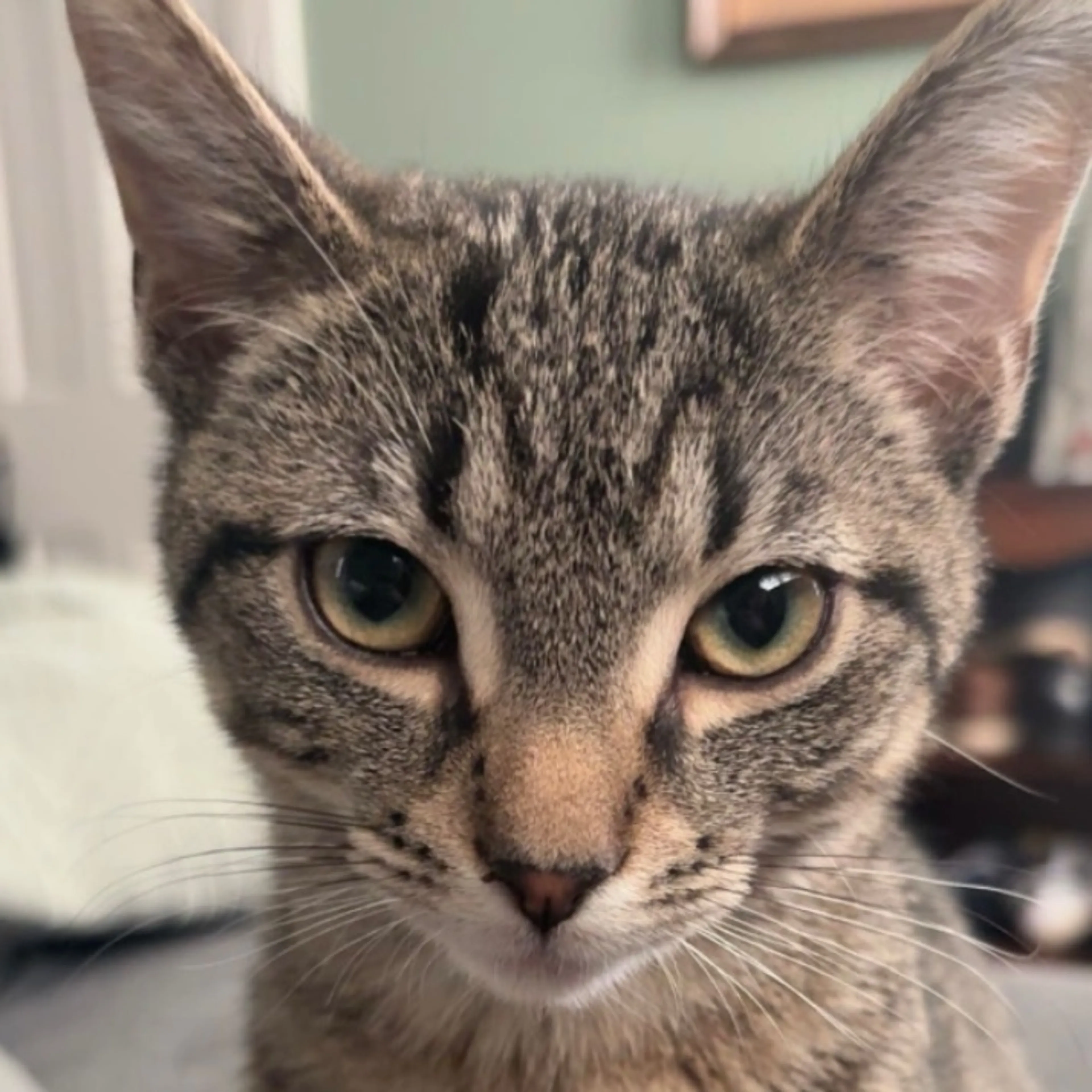 Lost pet-0