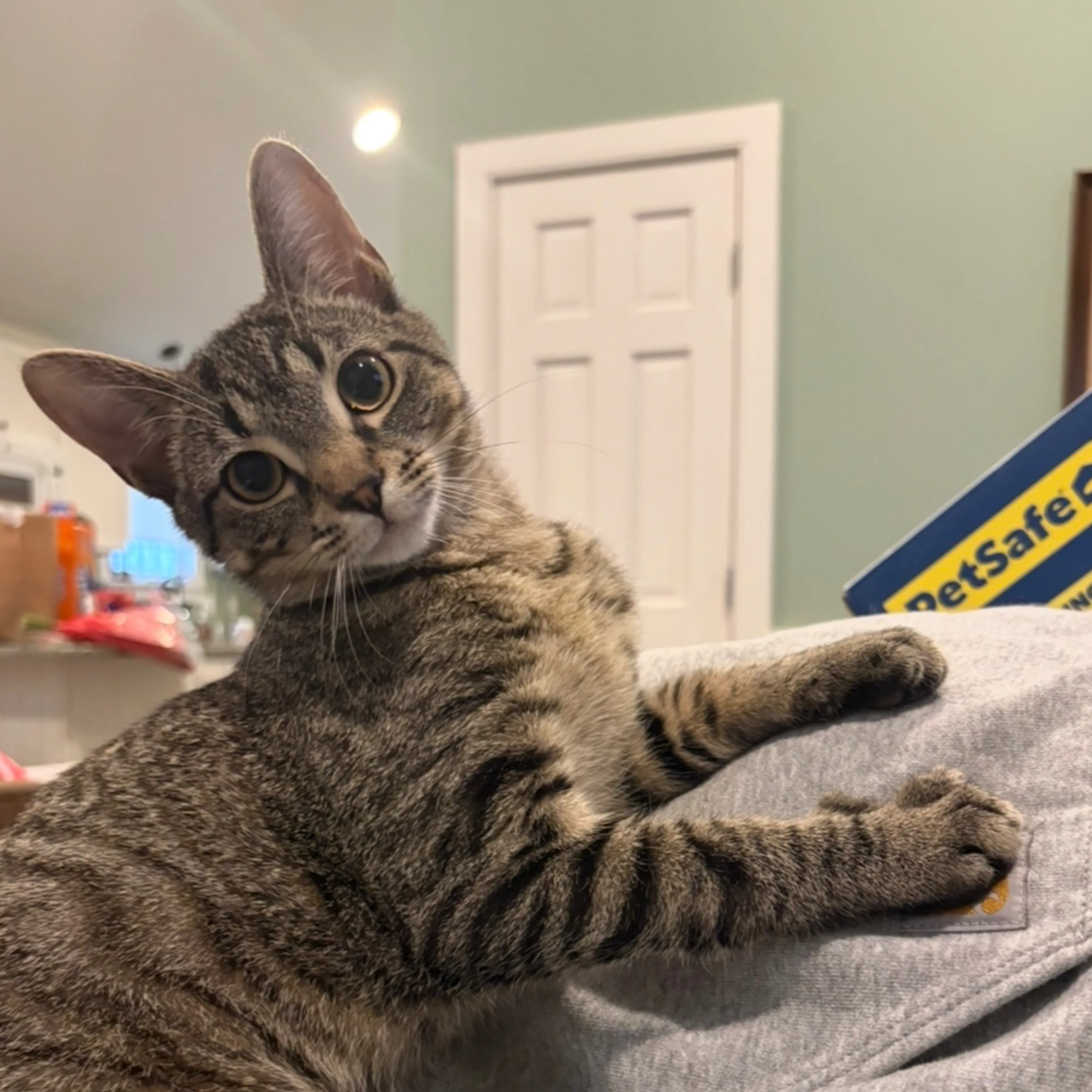 Lost pet-2