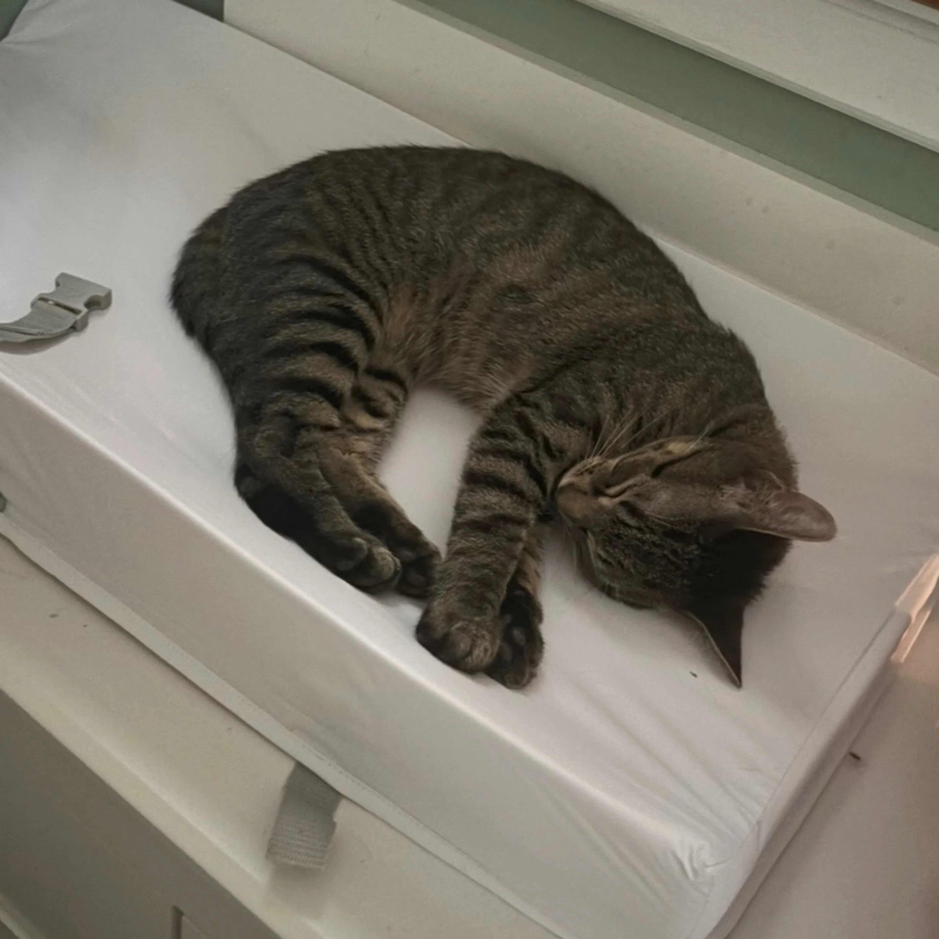 Lost pet-3