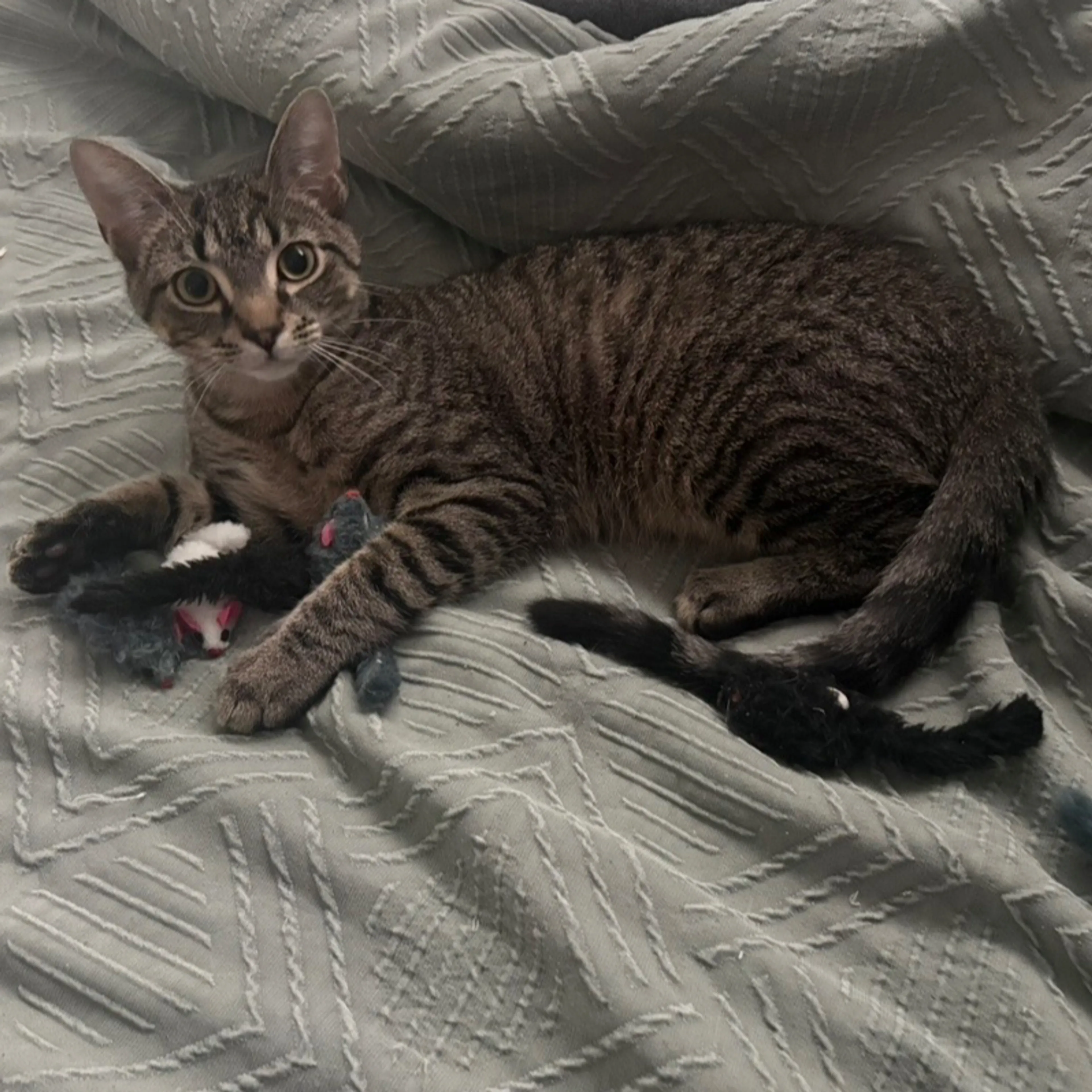 Lost pet-1