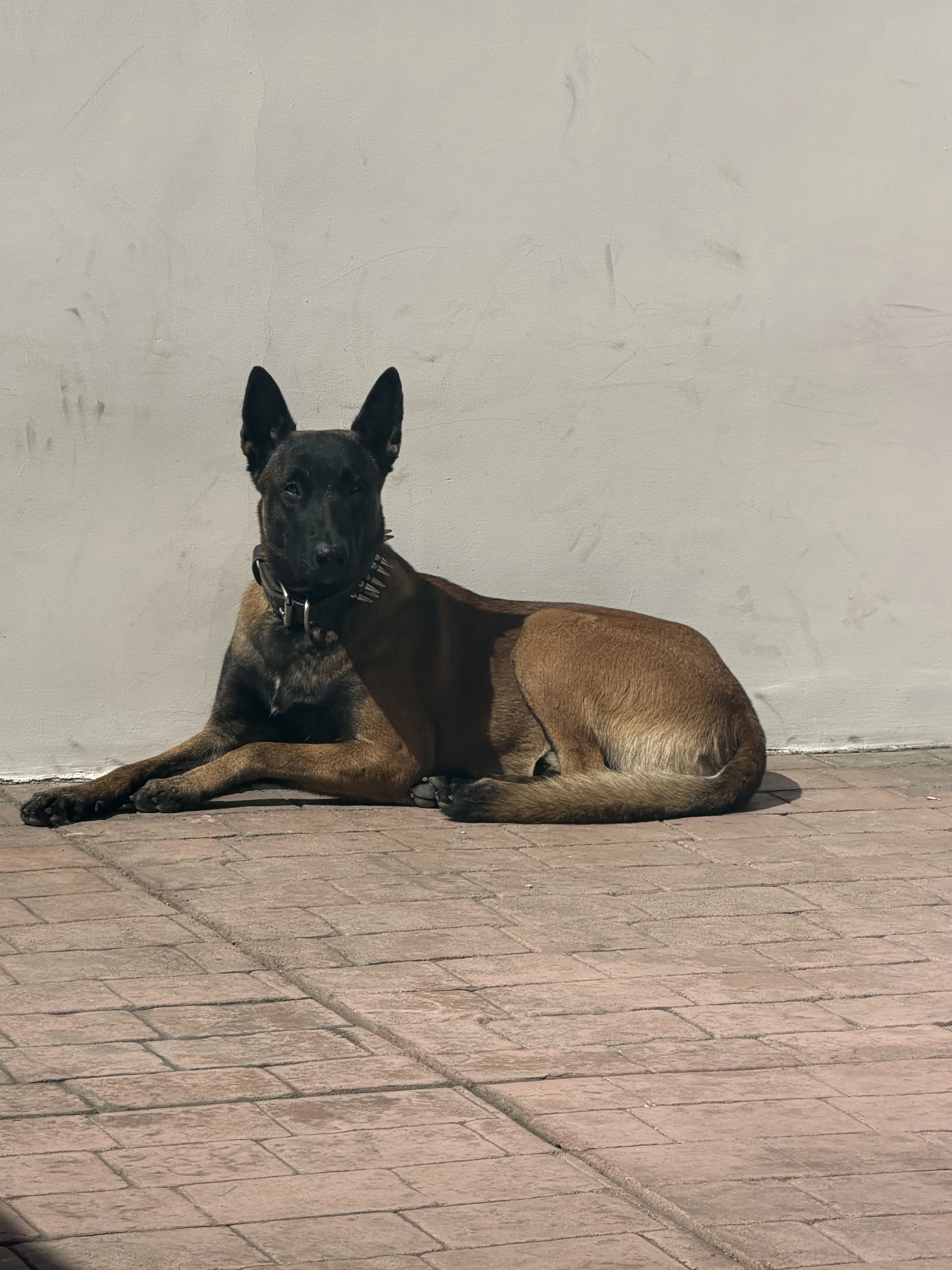 Lost pet