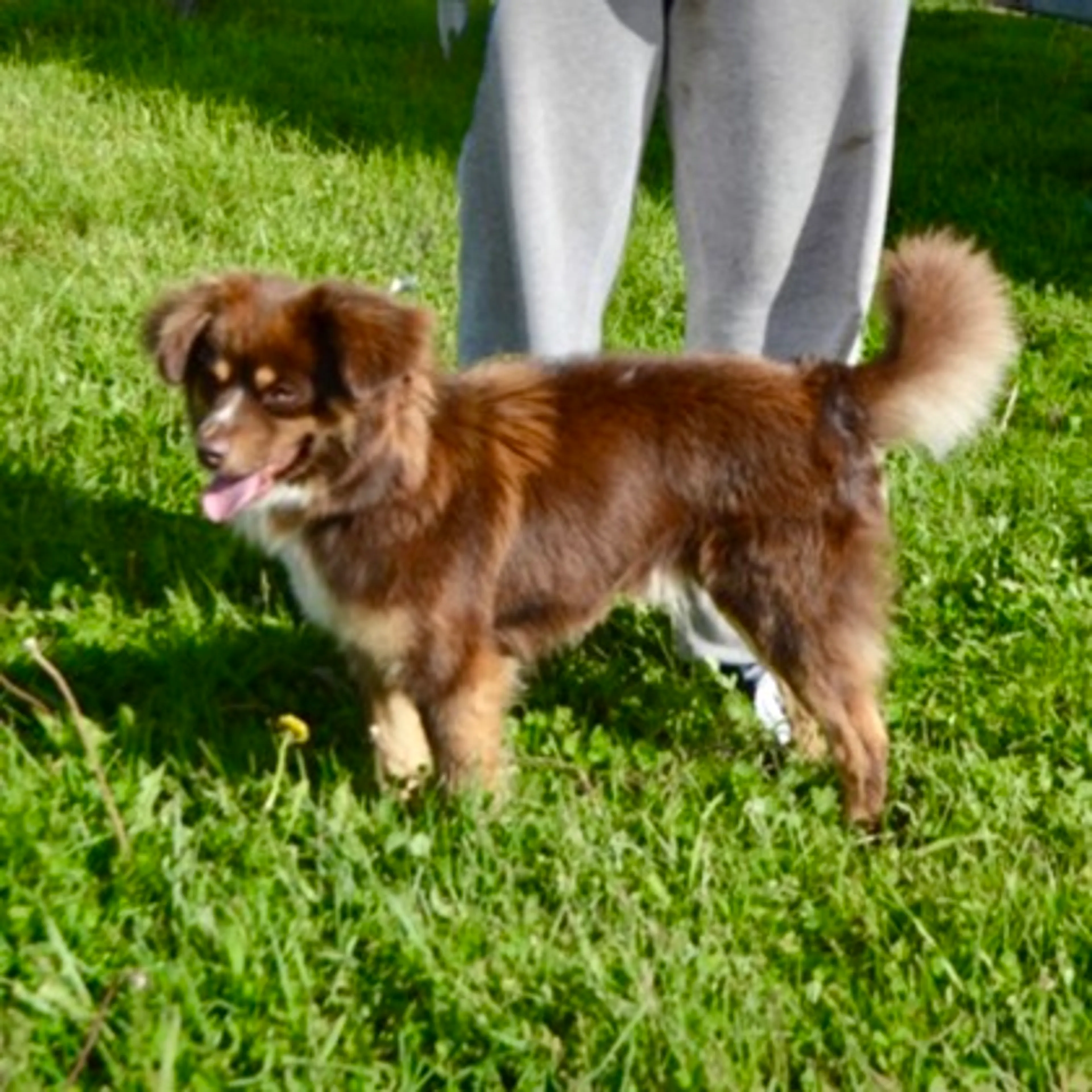 Found pet-2