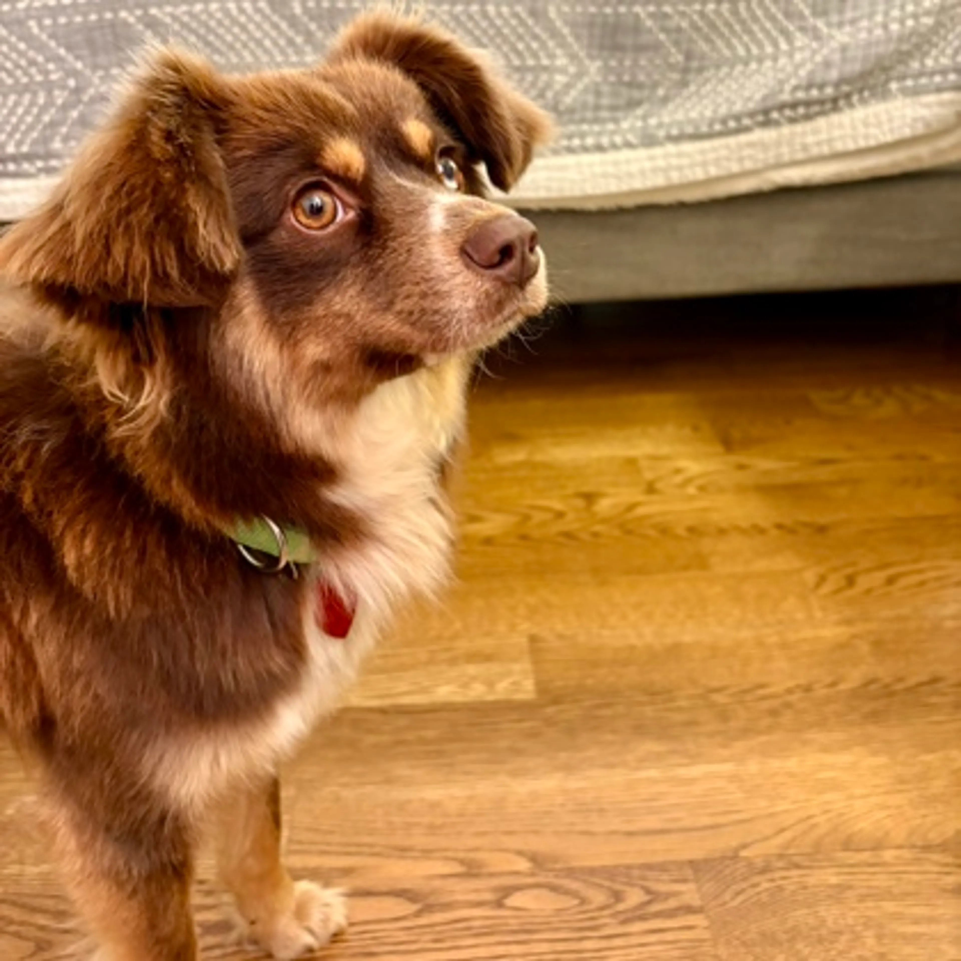 Found pet-1