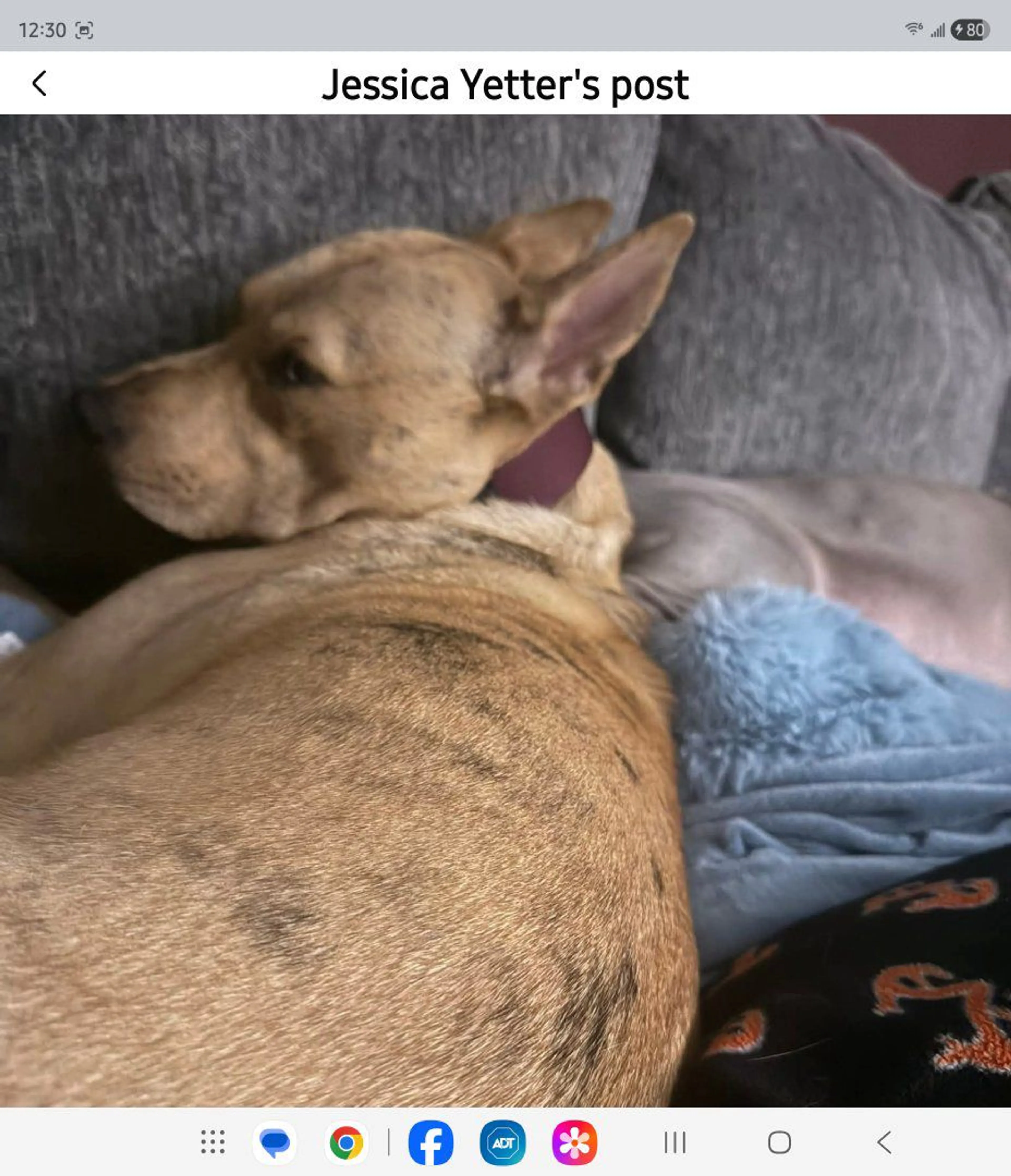 Lost pet-0