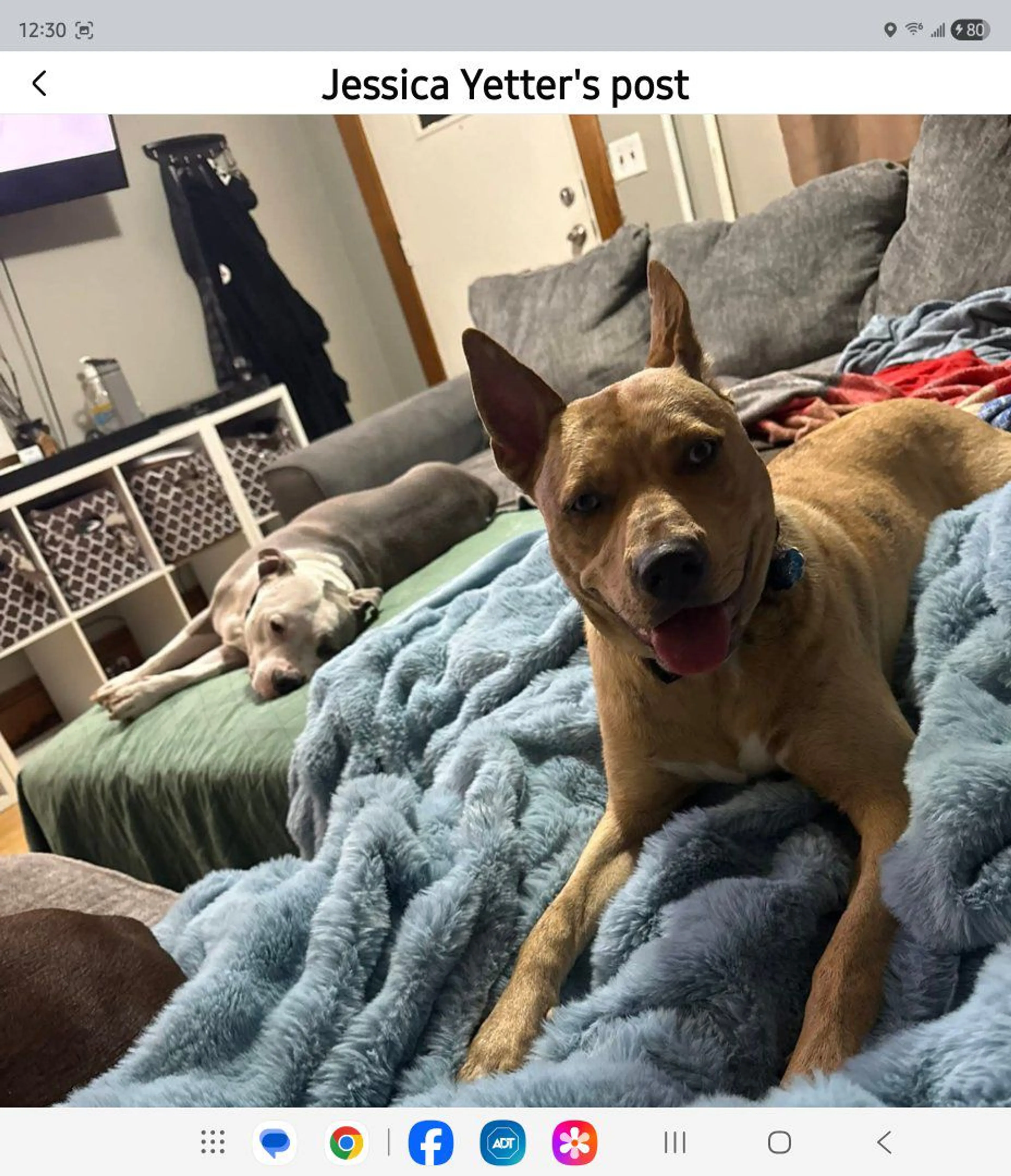 Lost pet-1