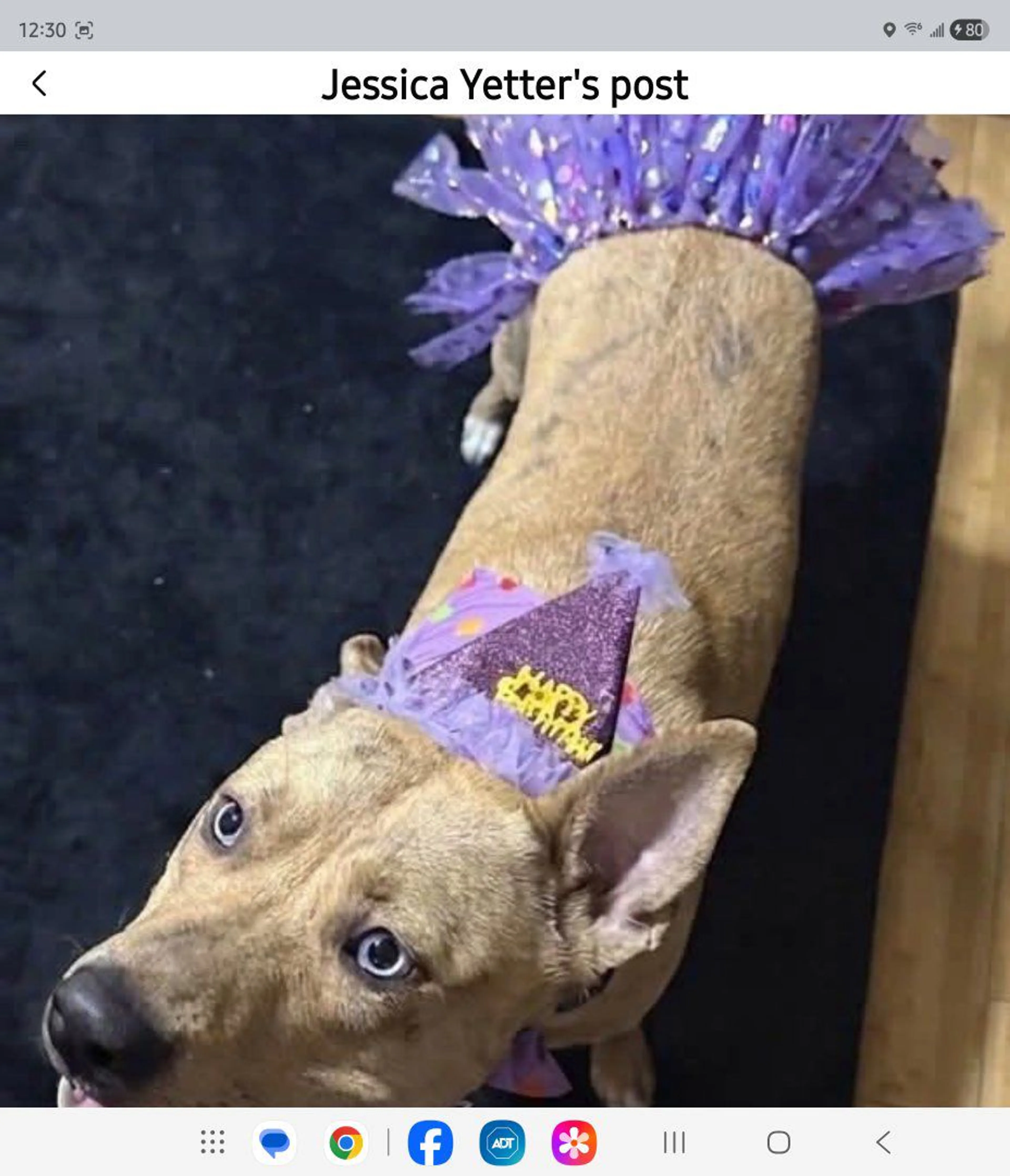 Lost pet-2