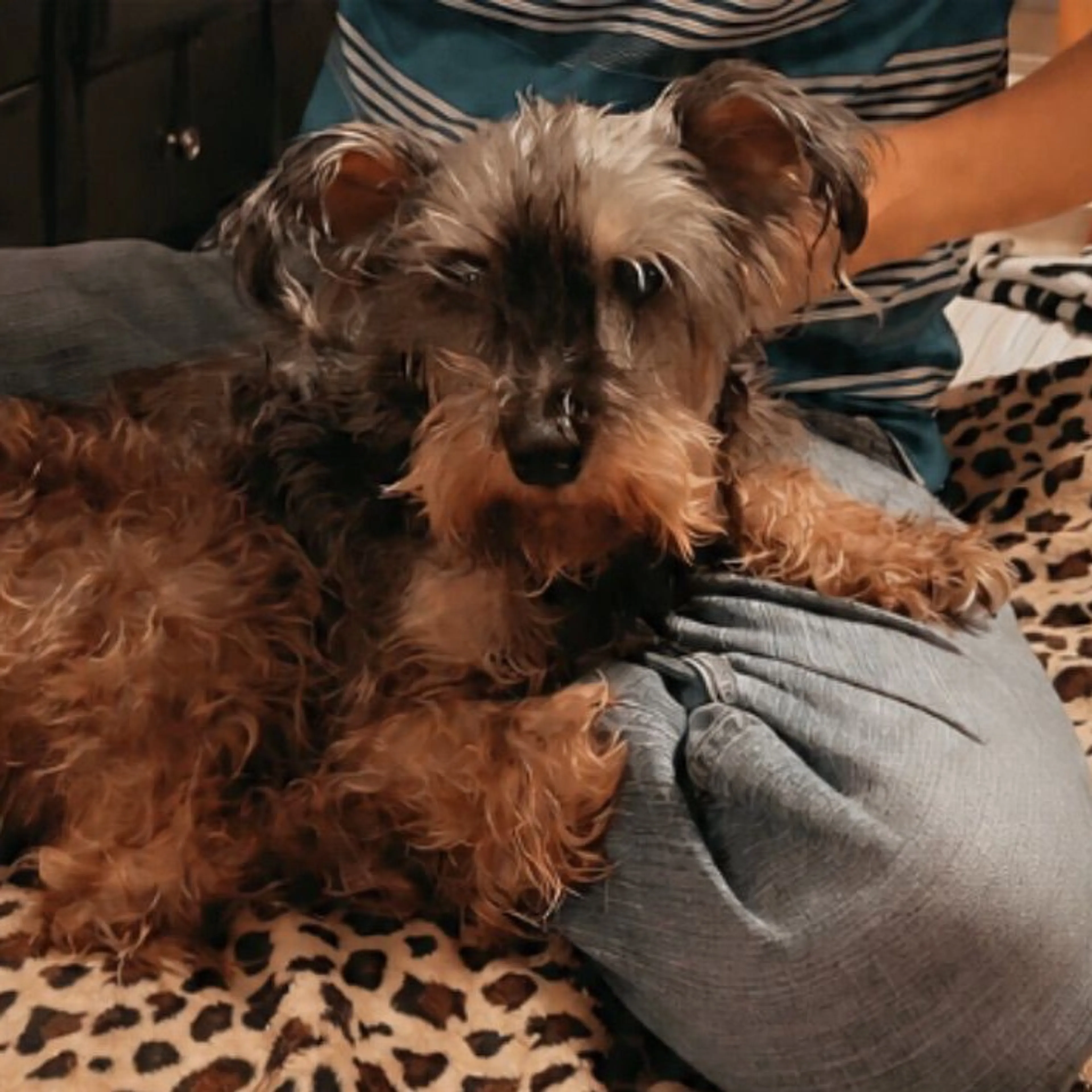 Lost pet
