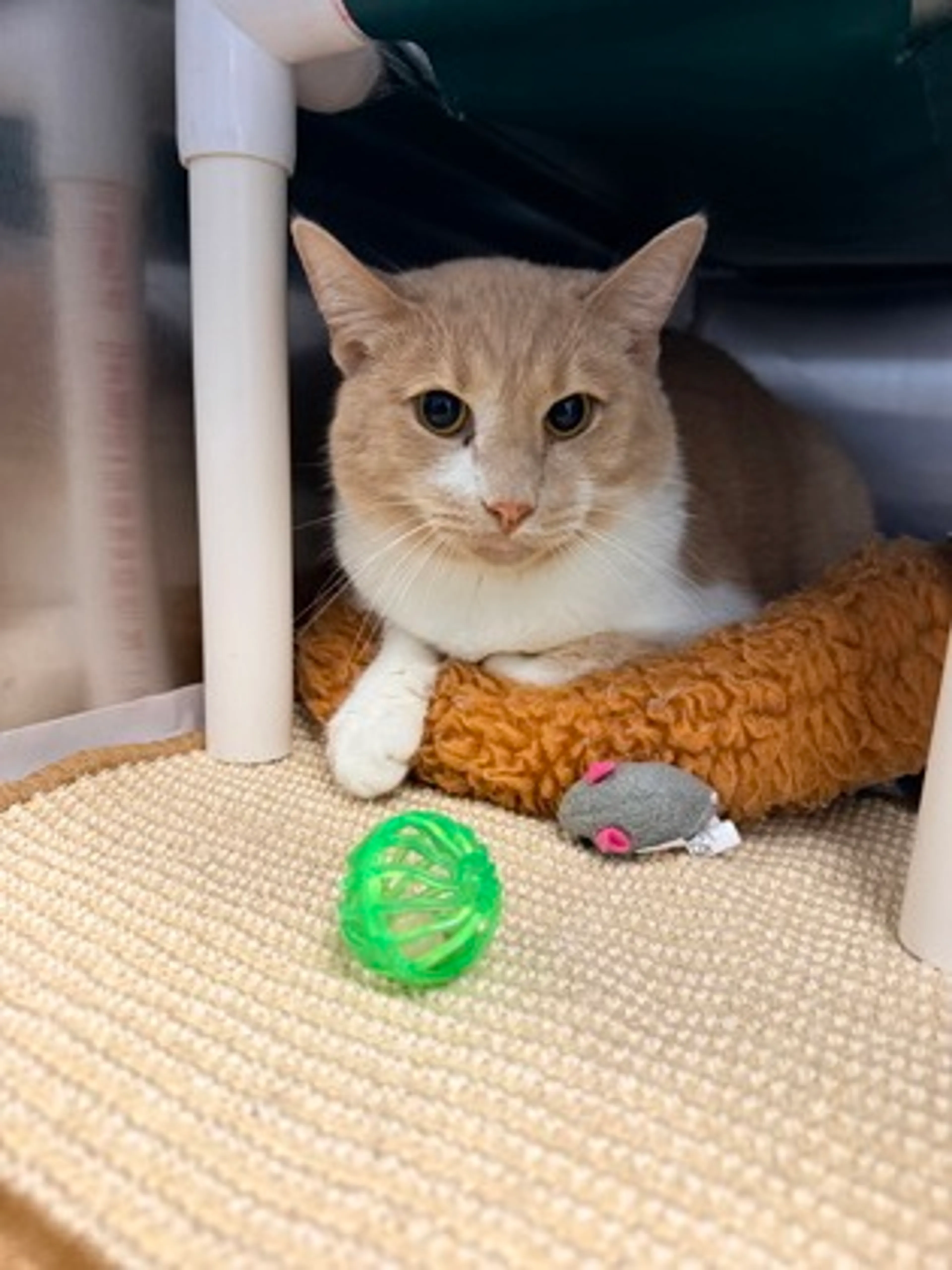 Found pet