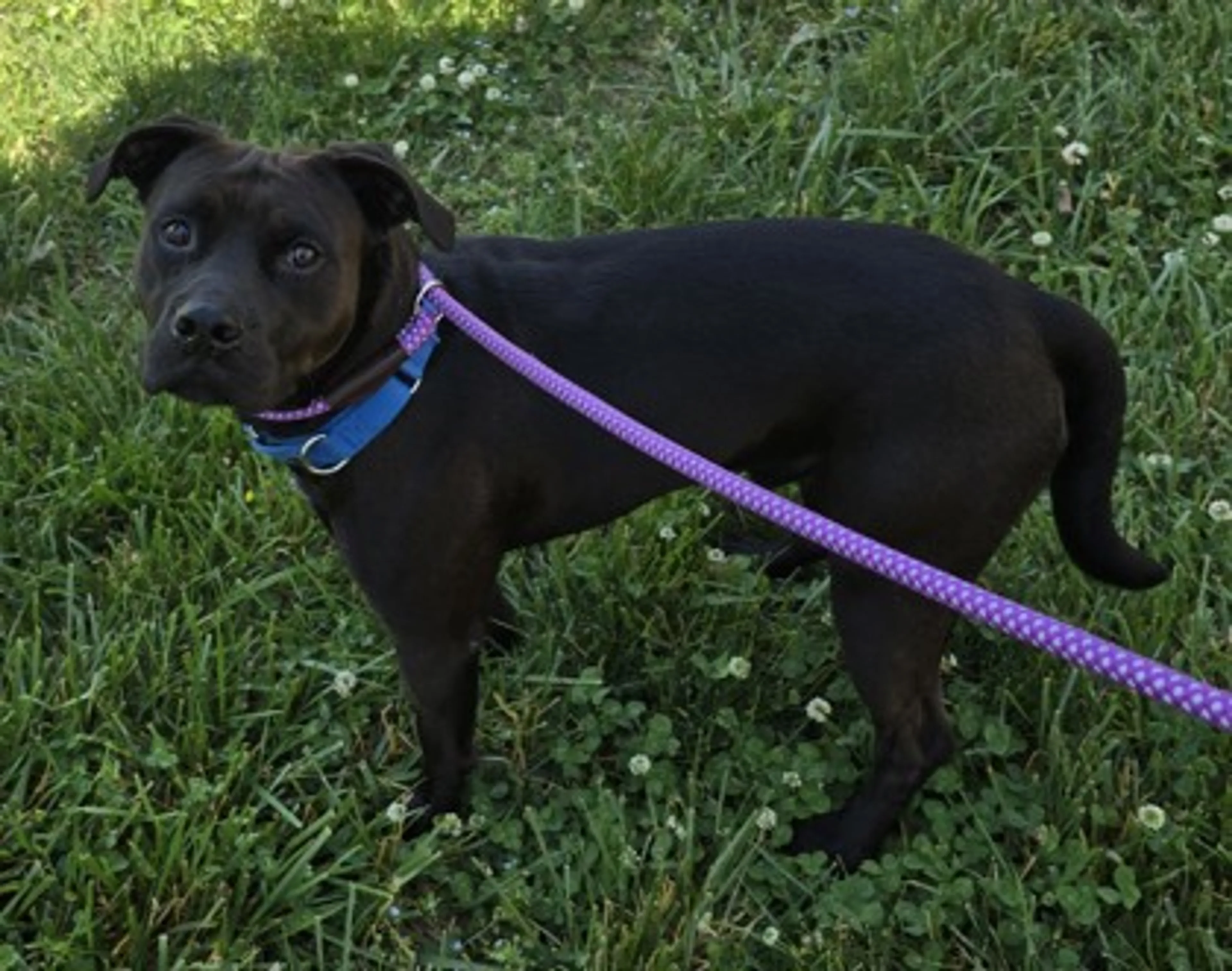 Found pet-2
