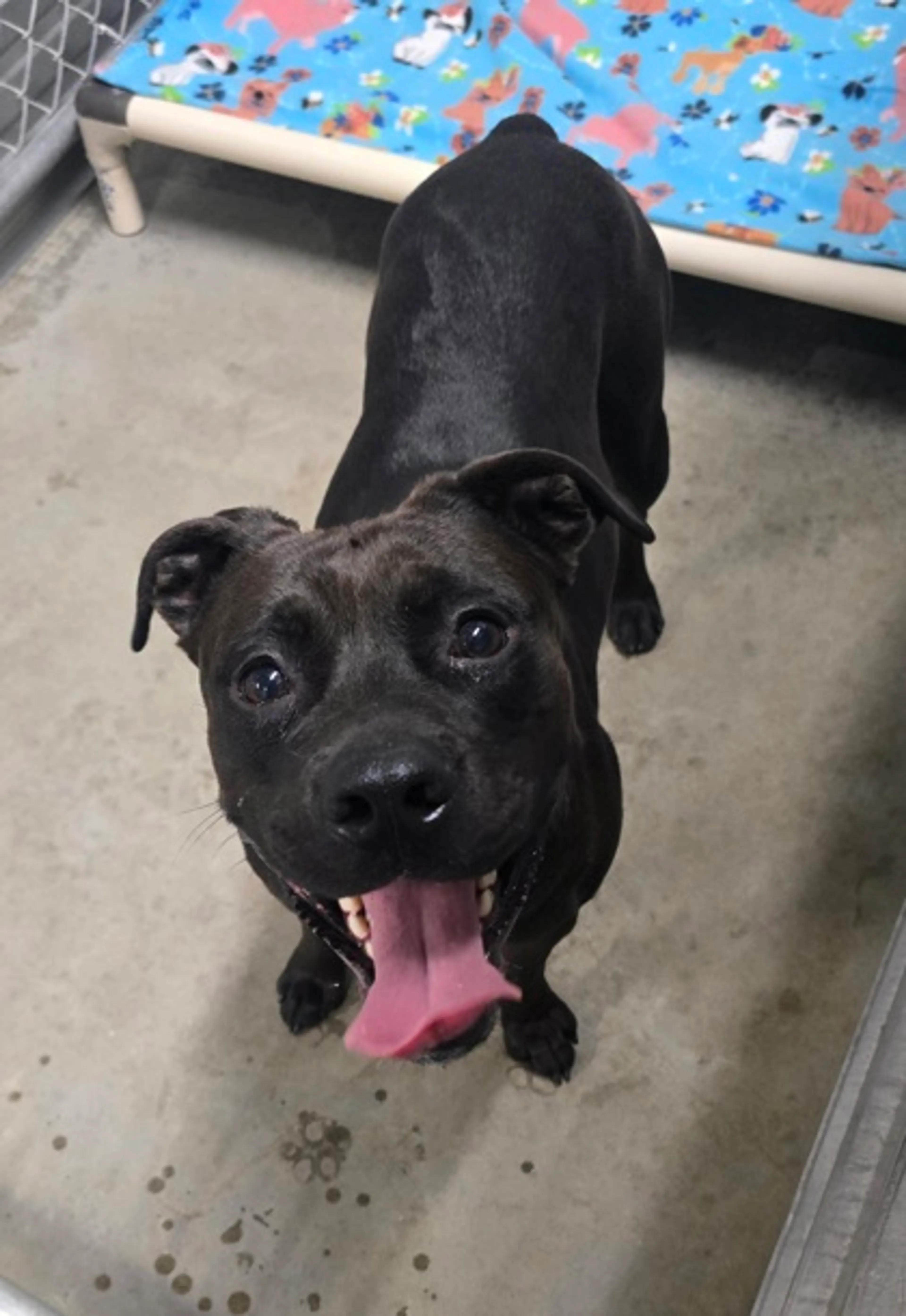 Found pet-1