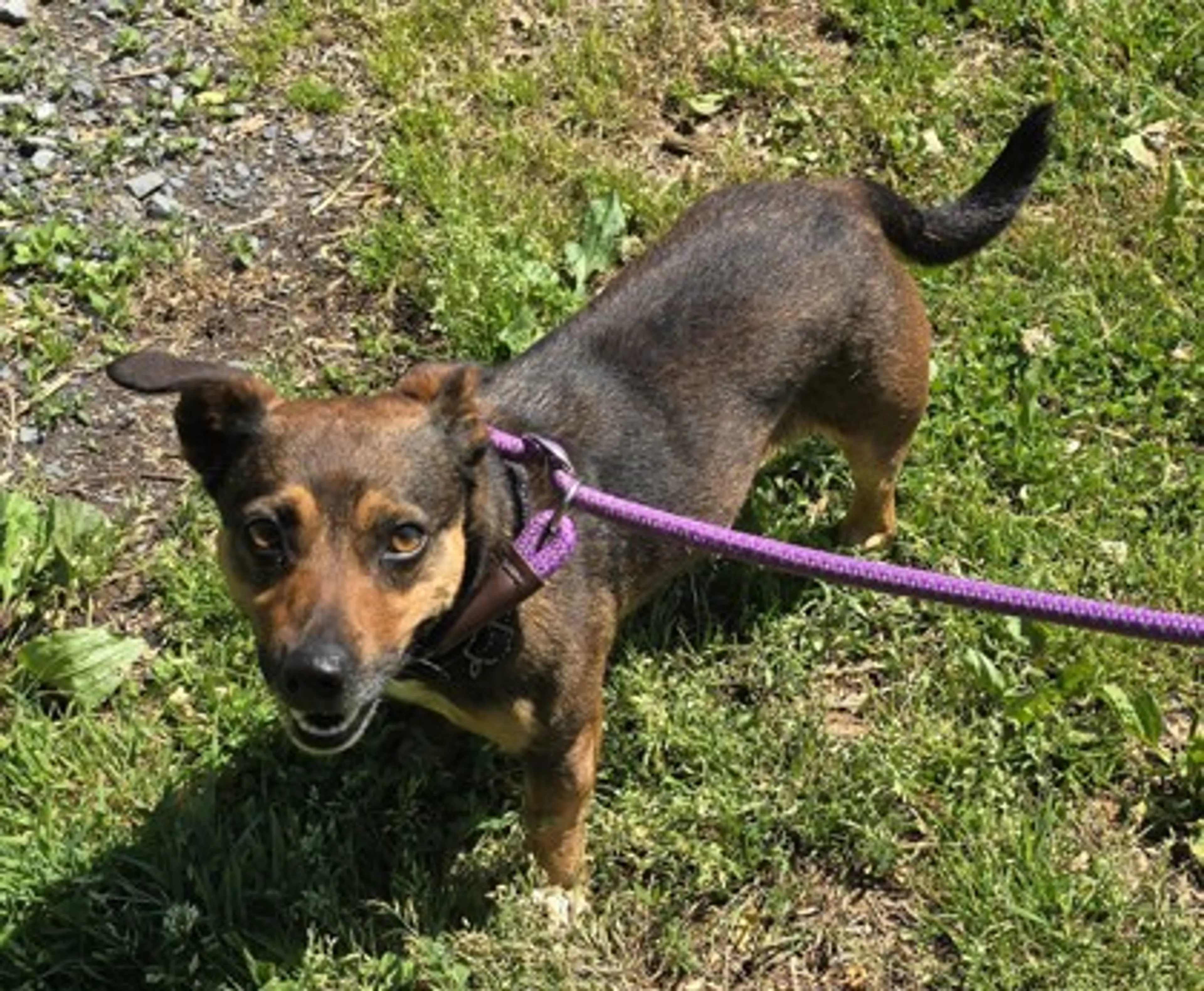 Found pet-2
