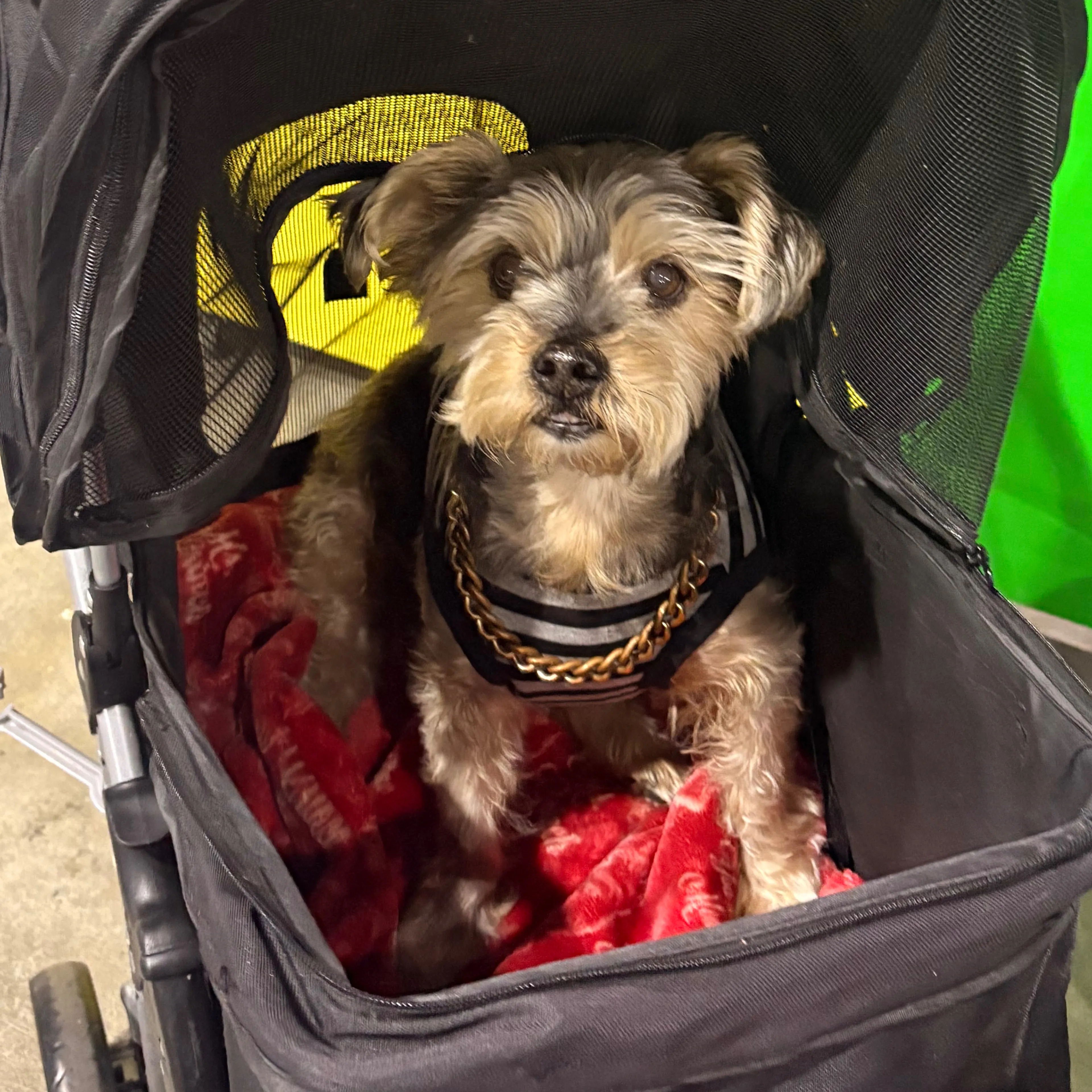 Lost pet-1