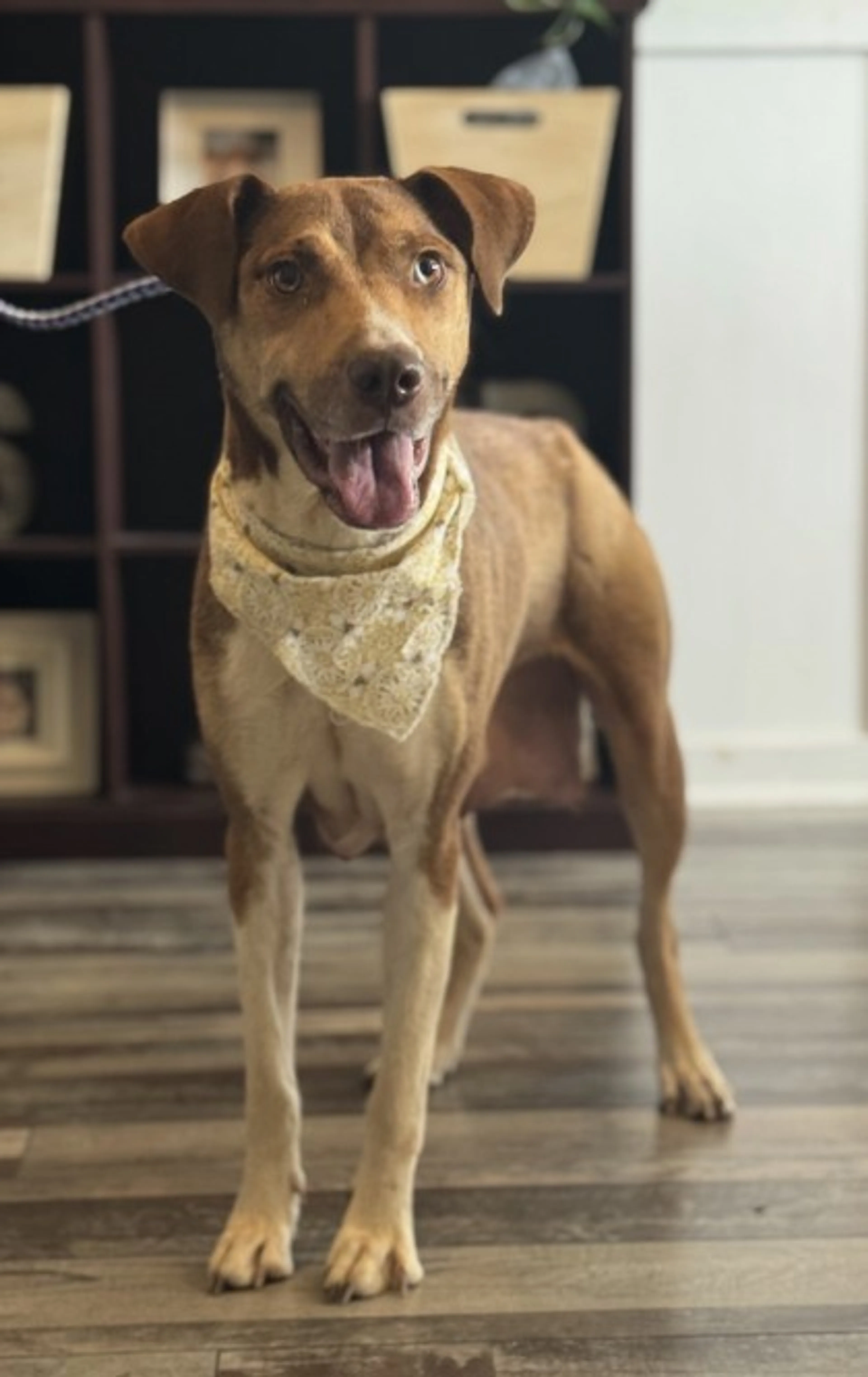Found pet