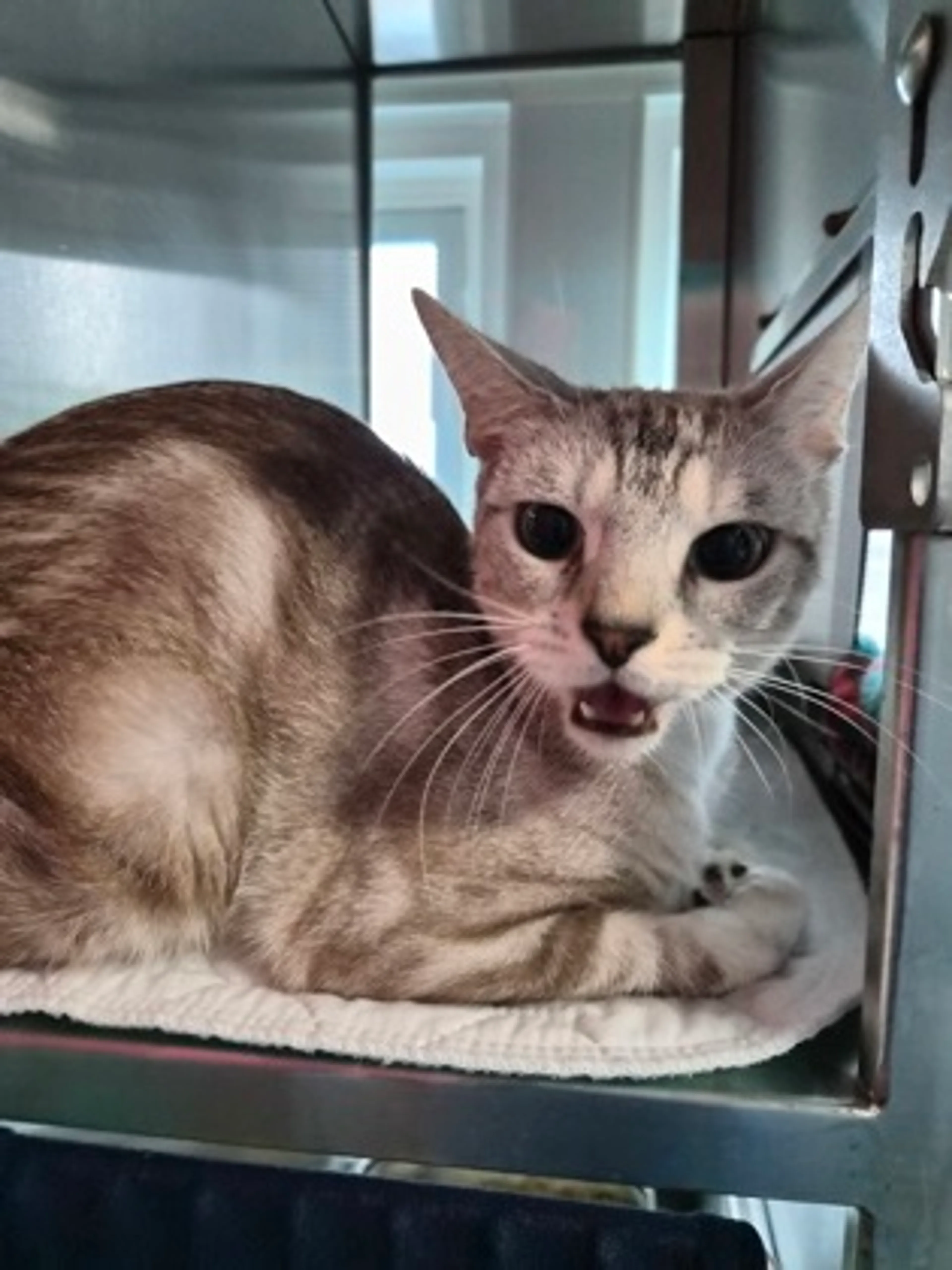 Found pet
