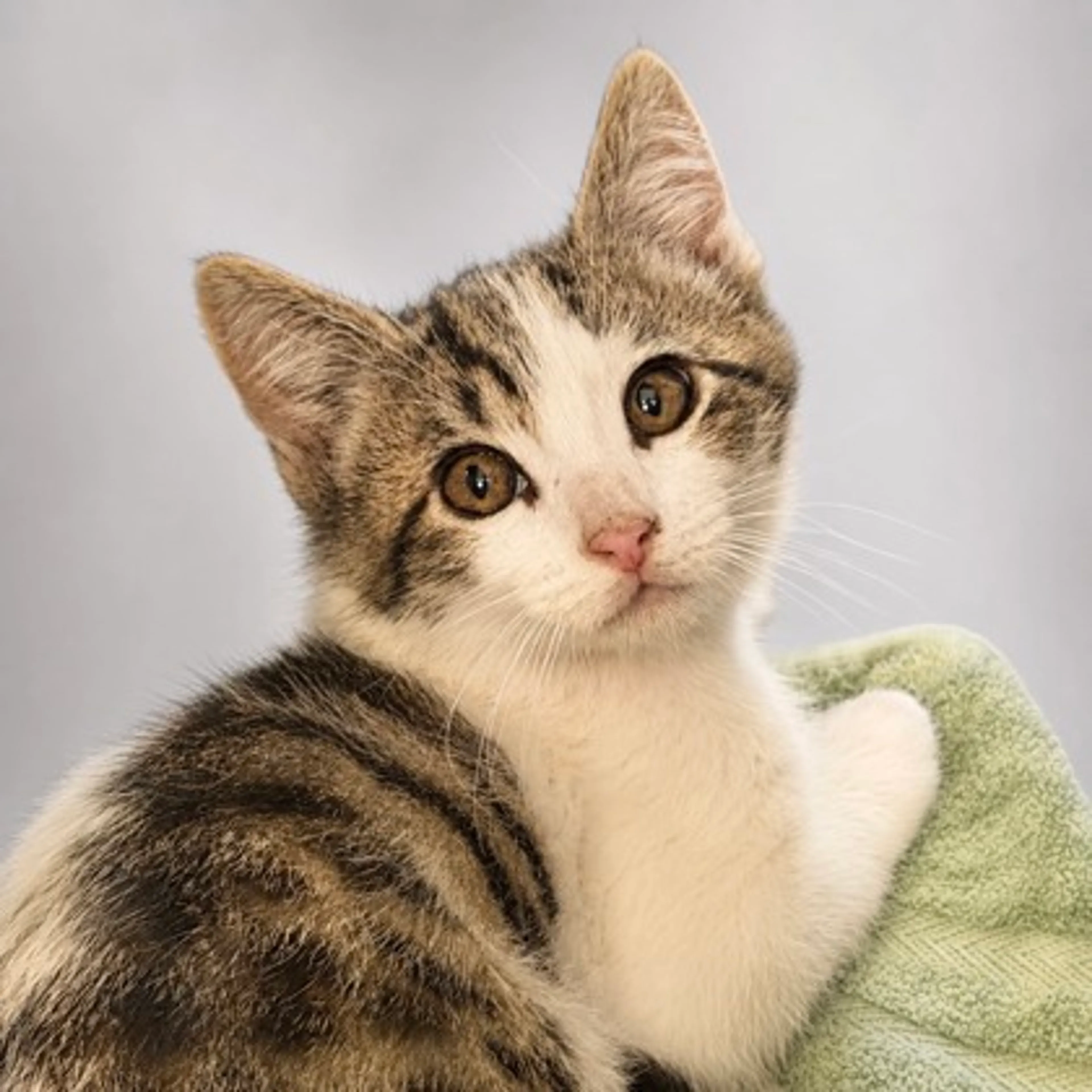 Found pet-2