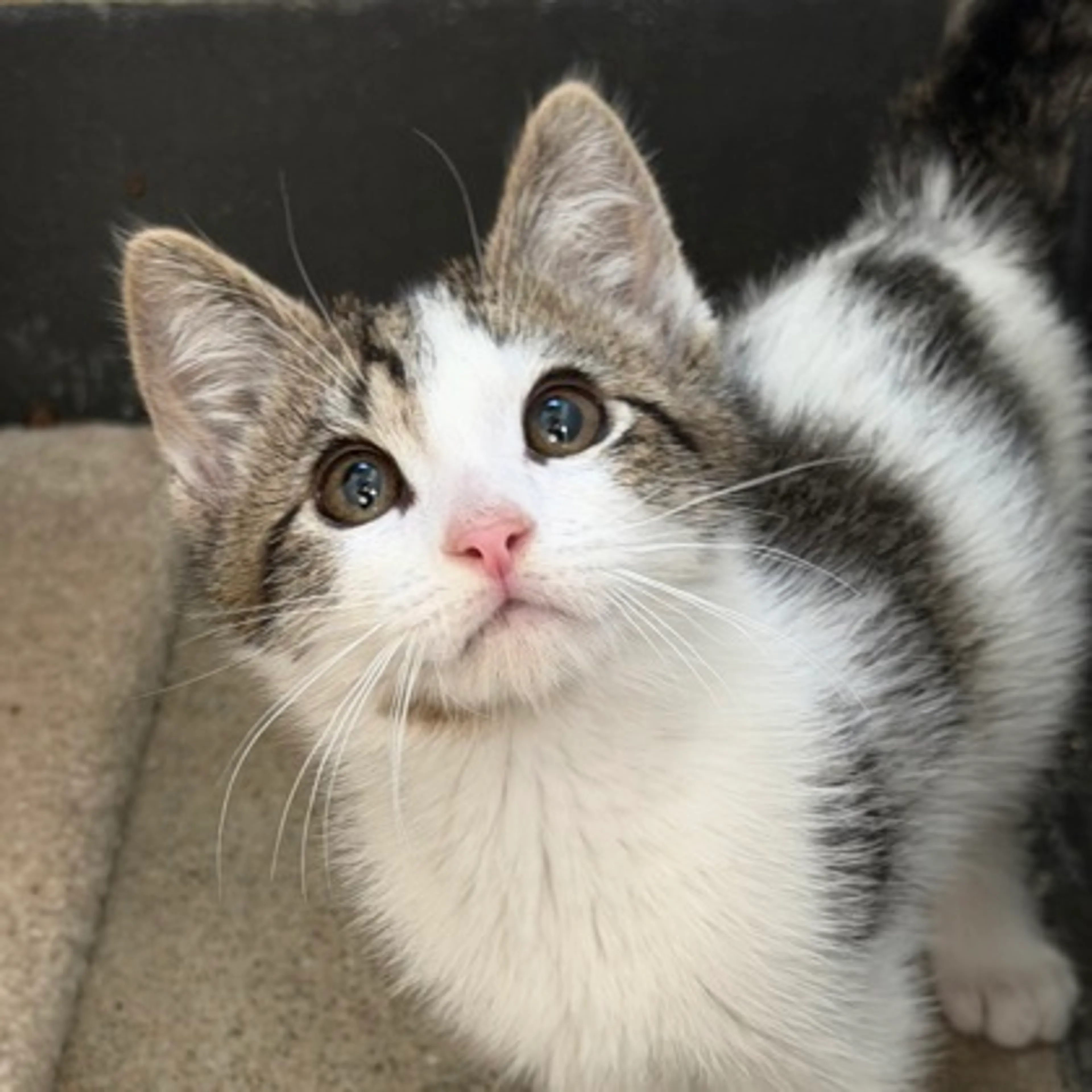 Found pet-1