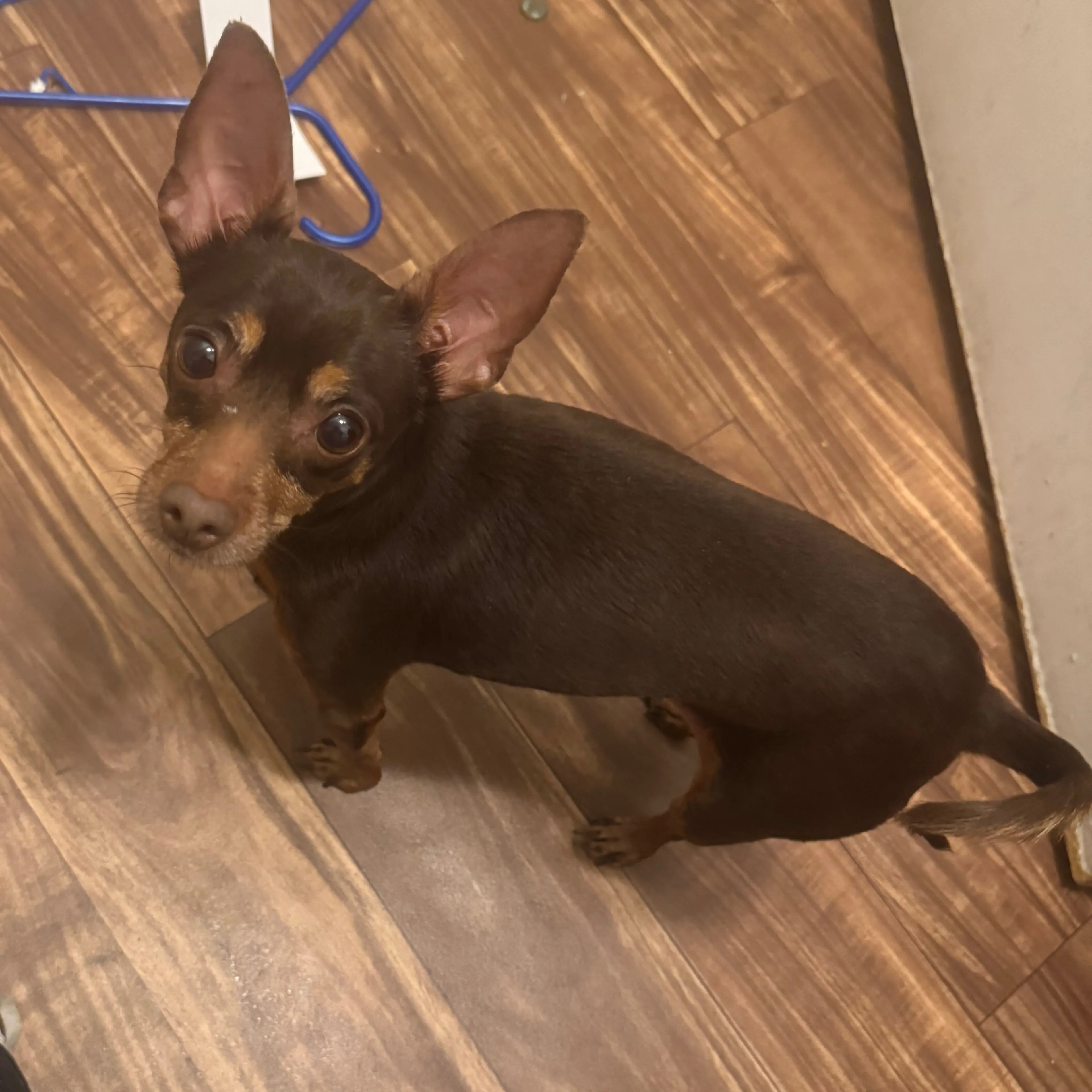 Lost pet-2