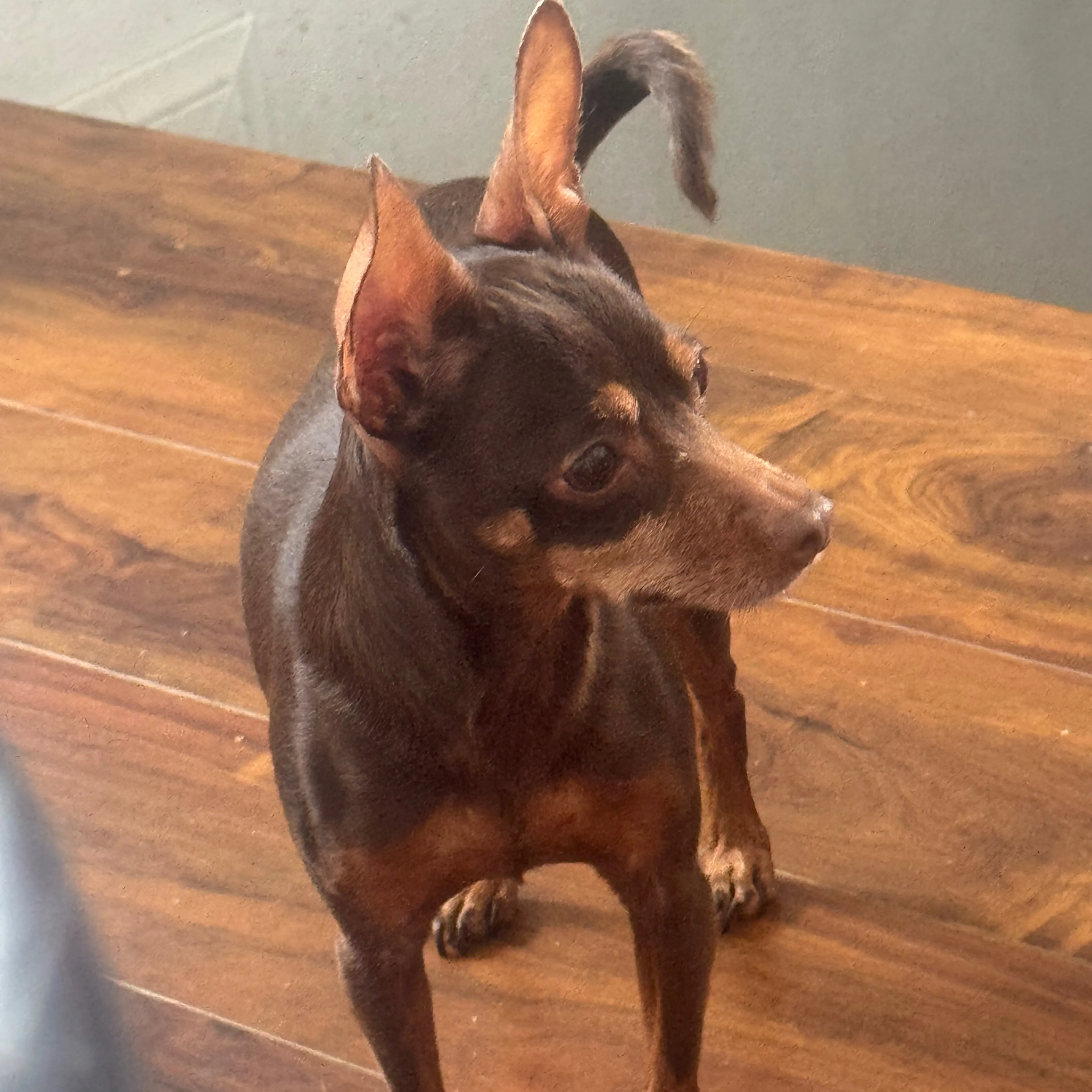 Lost pet-1