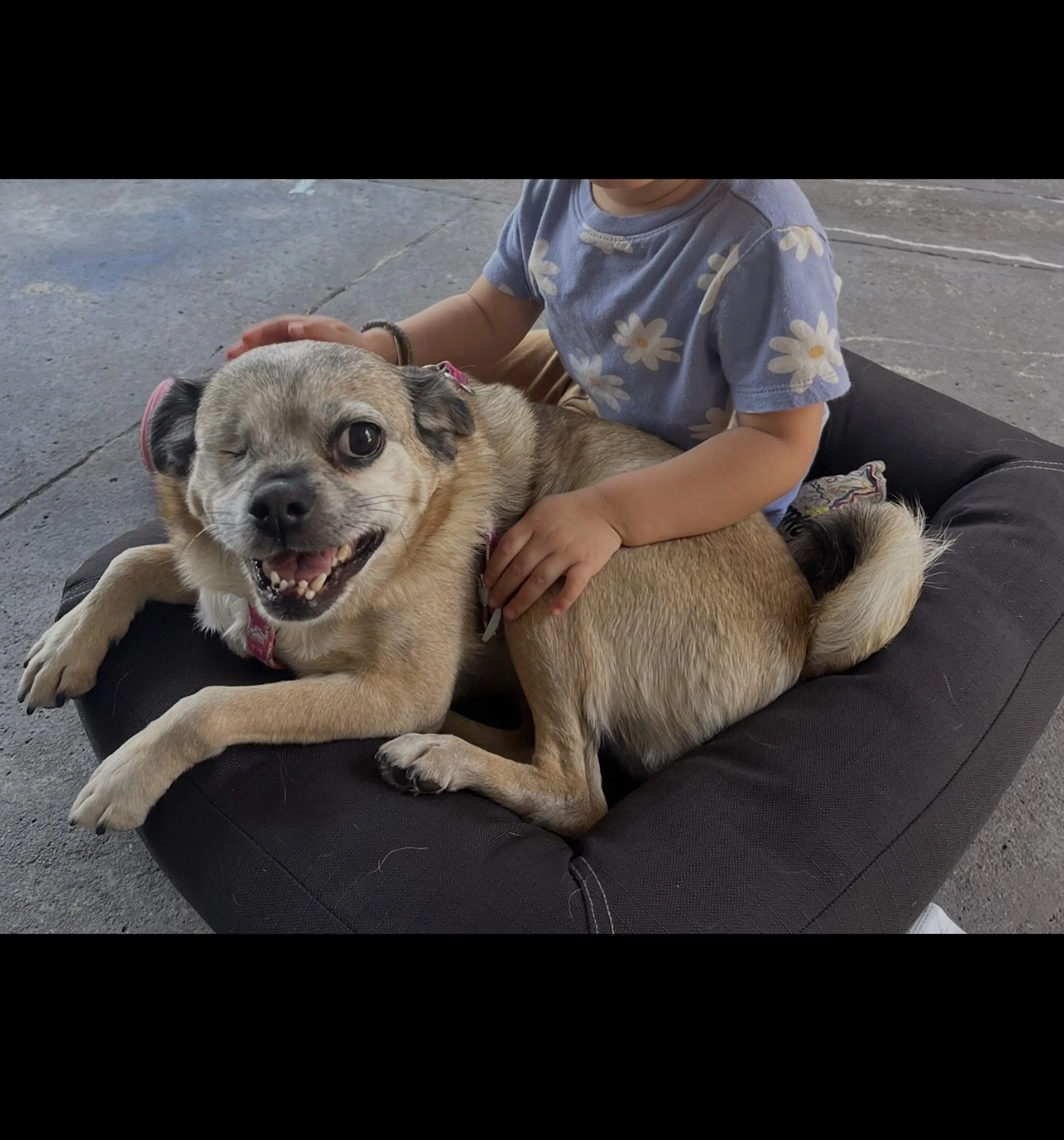 Lost pet-0