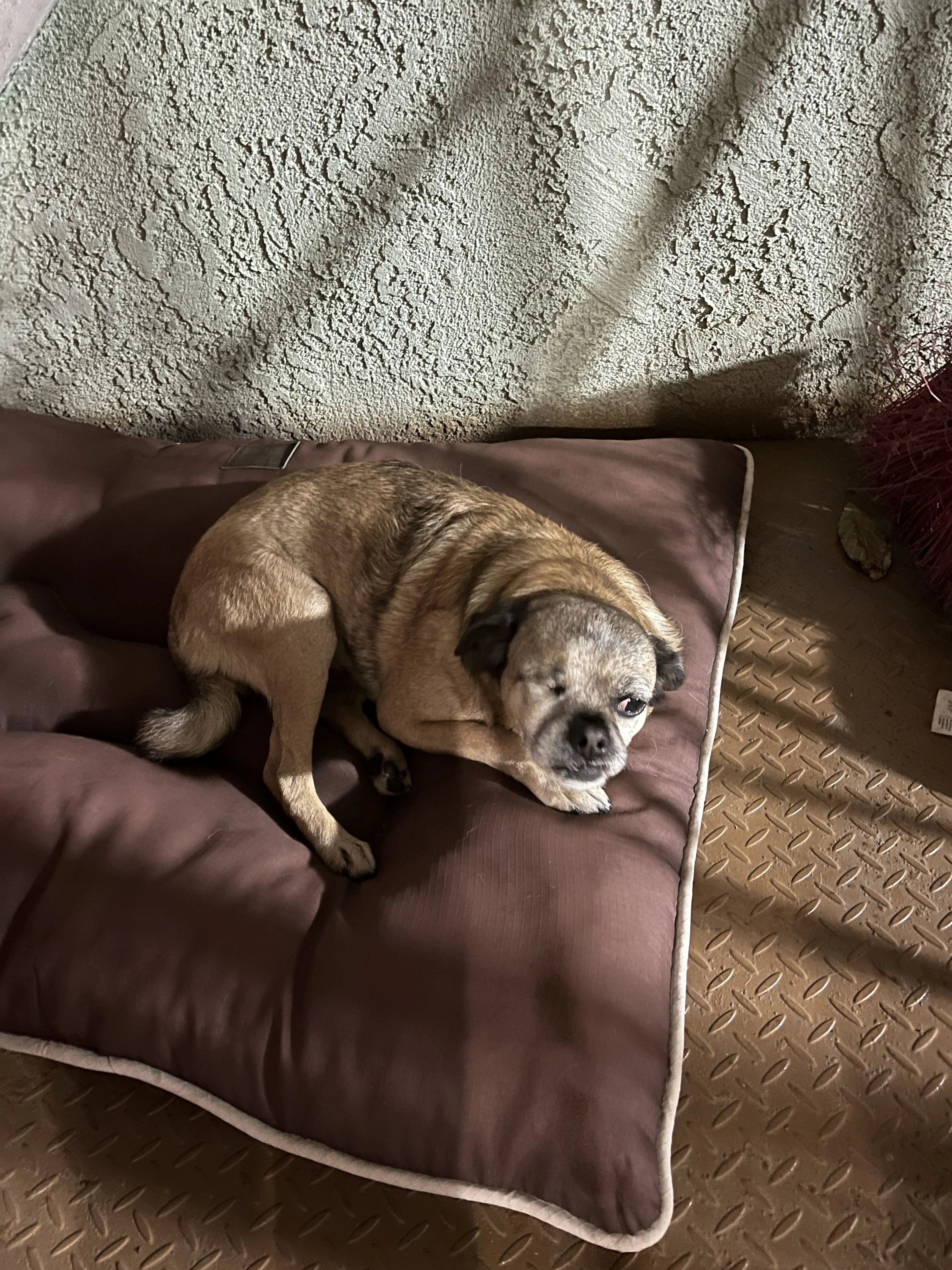 Lost pet-1