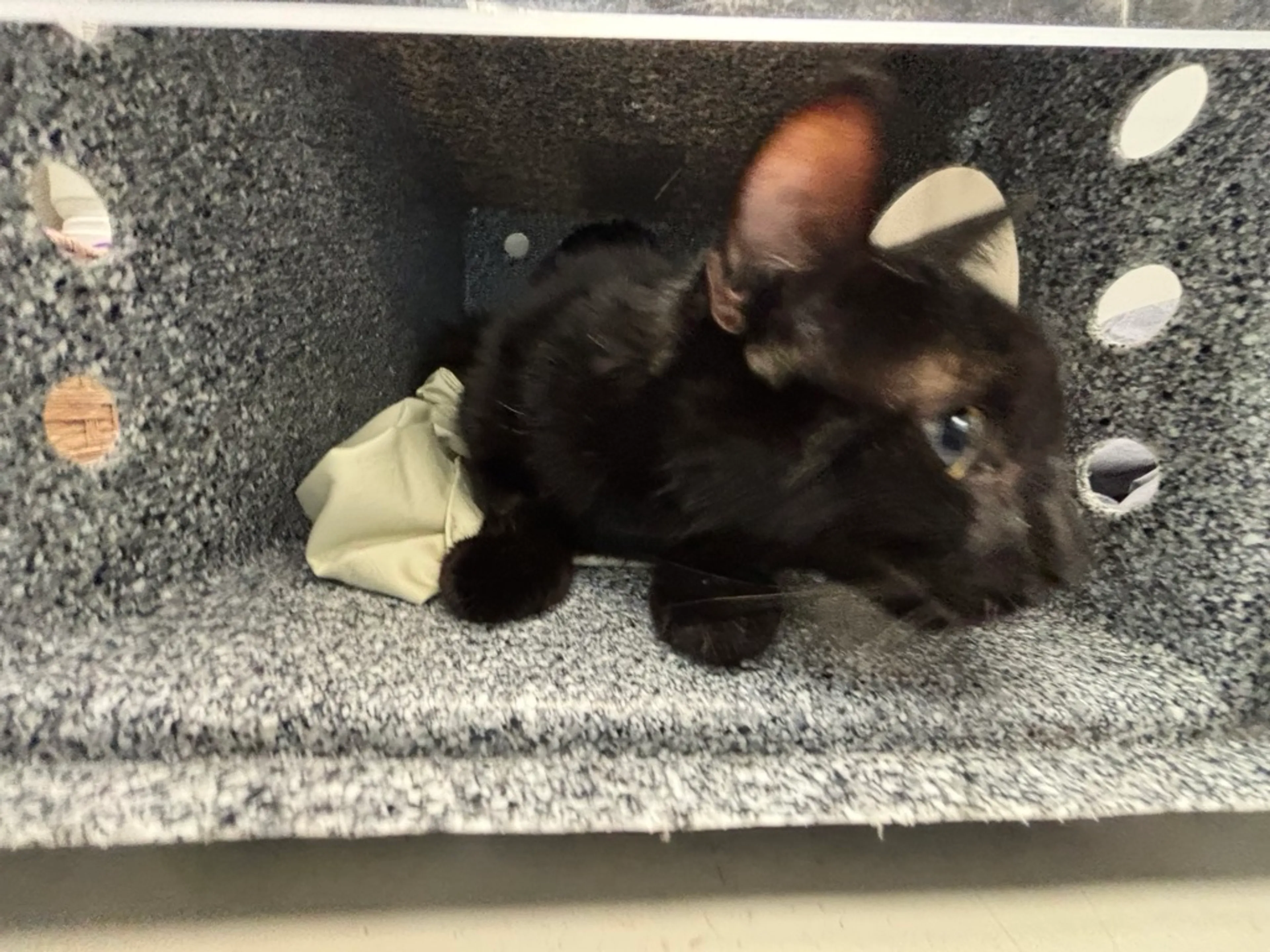 Found pet-1