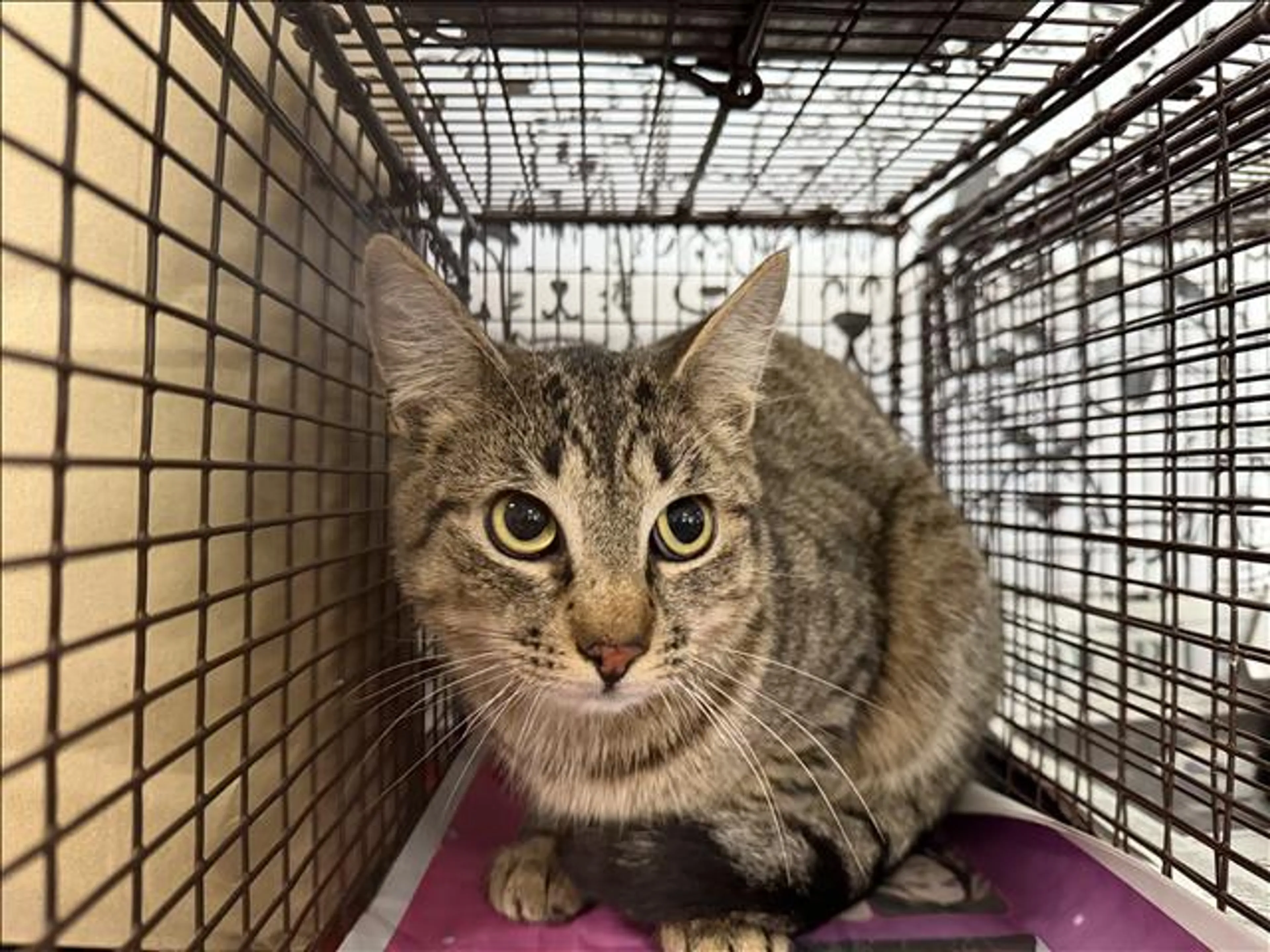 Found pet