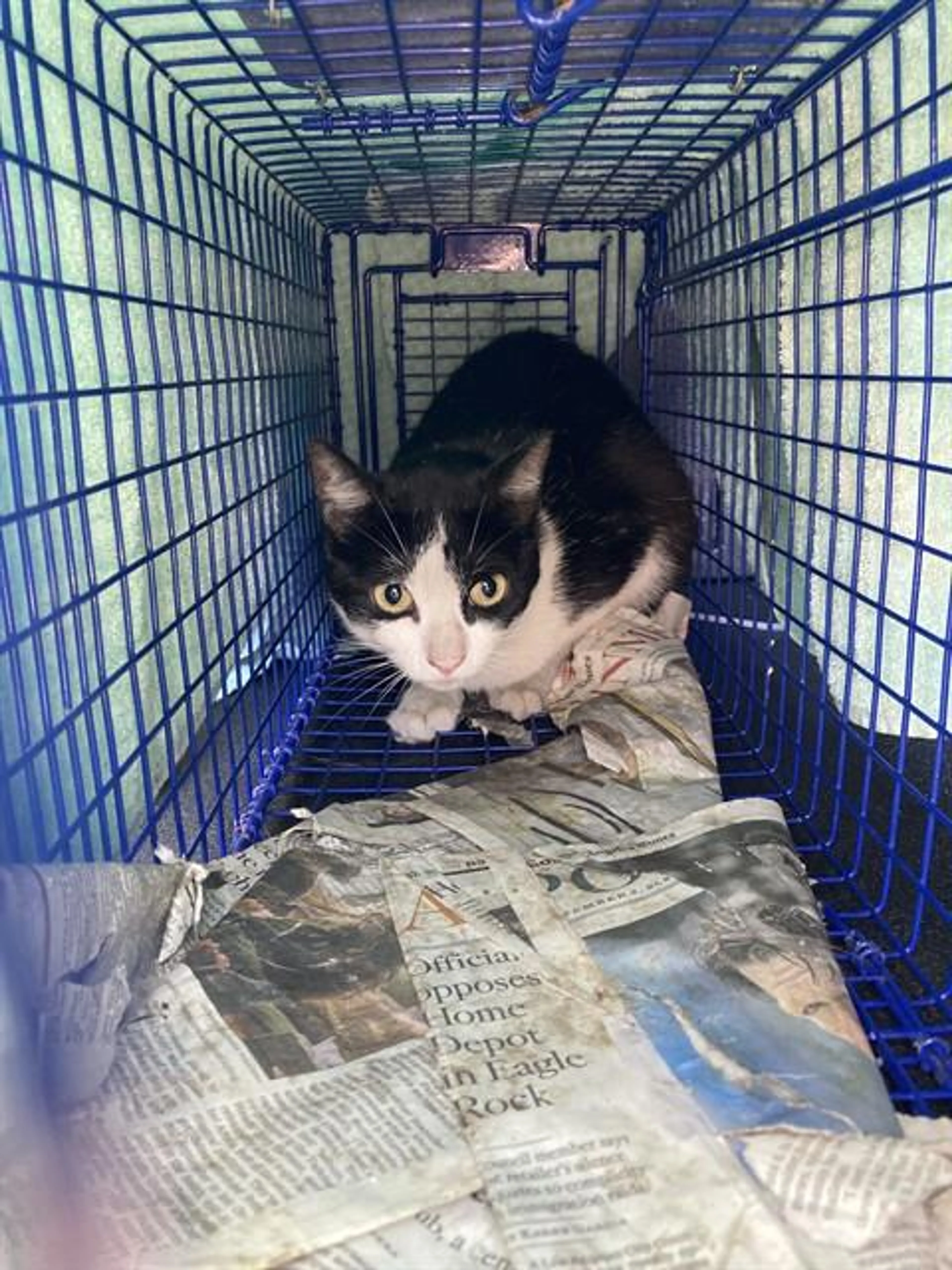 Found pet