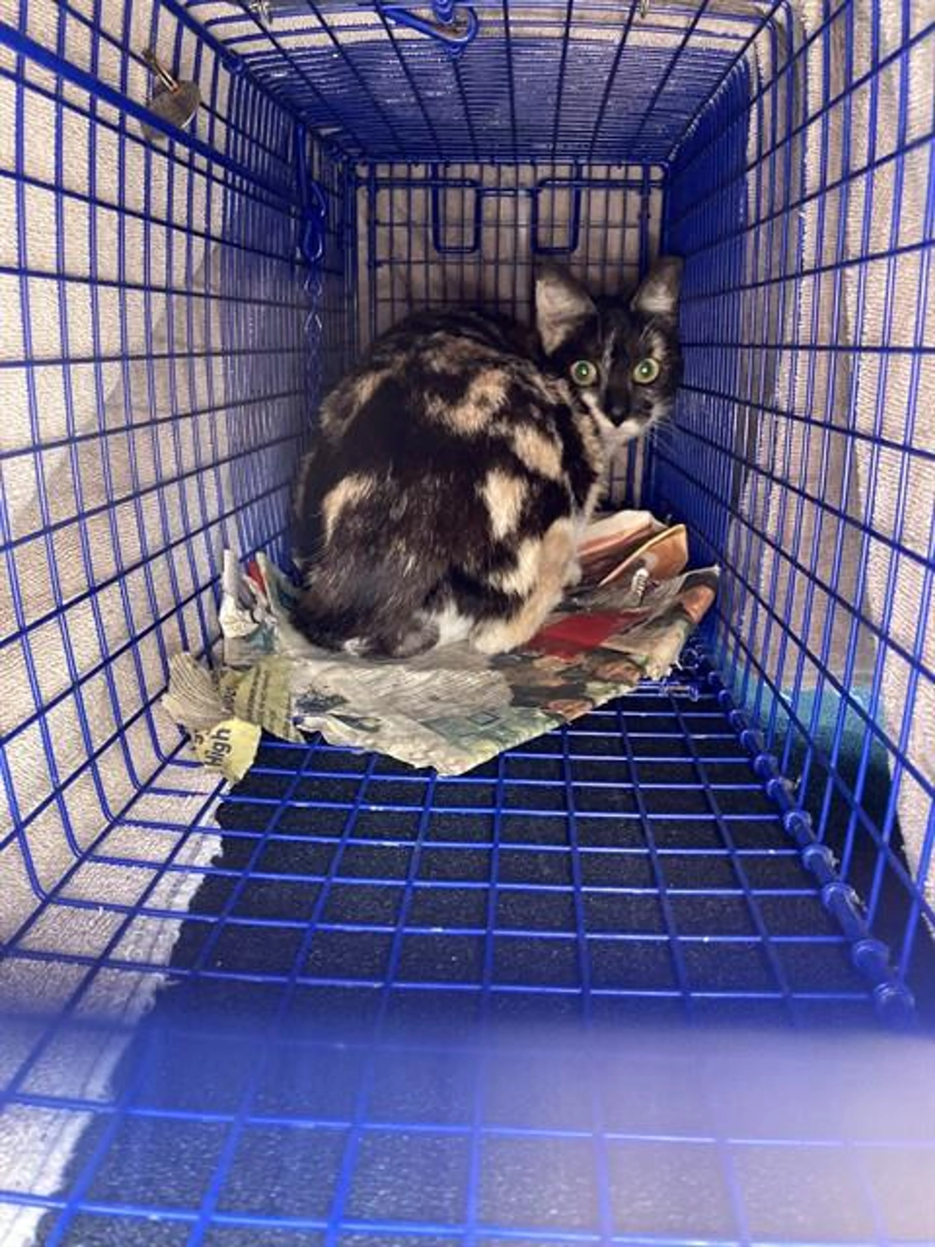 Found pet