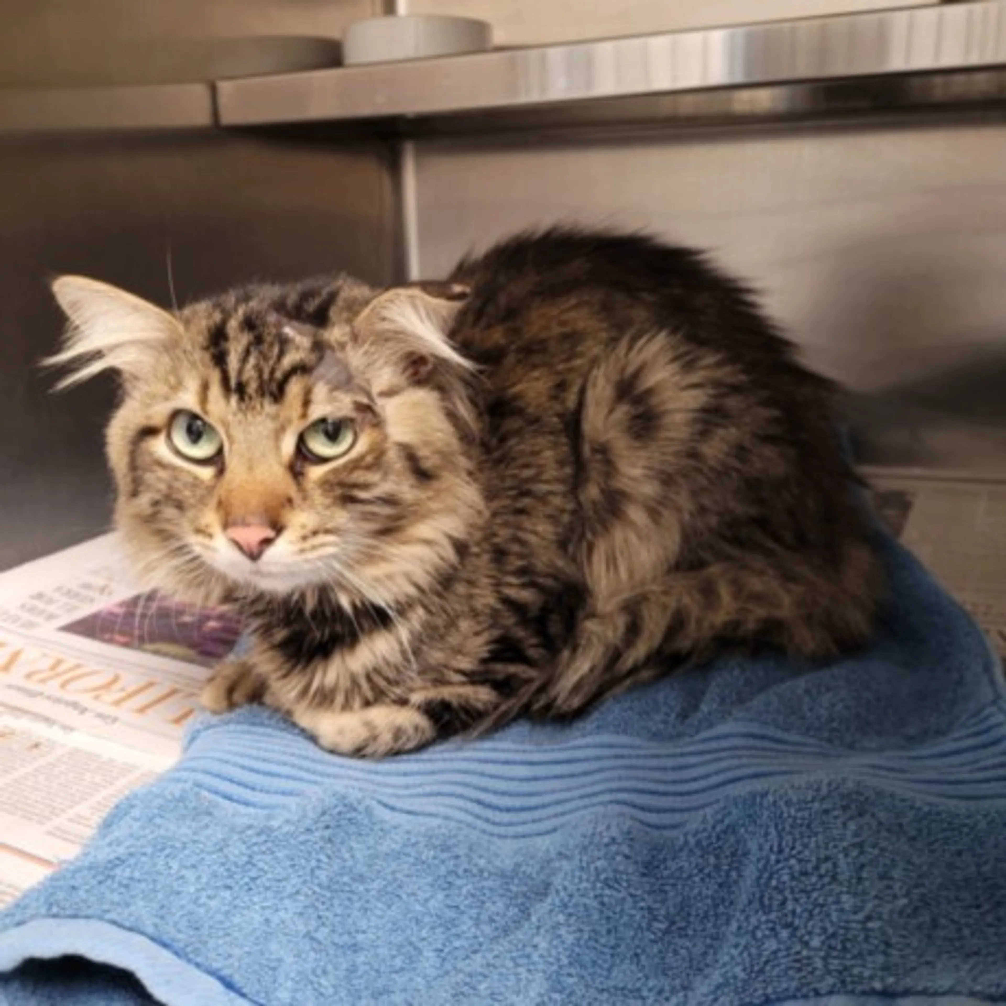 Found pet
