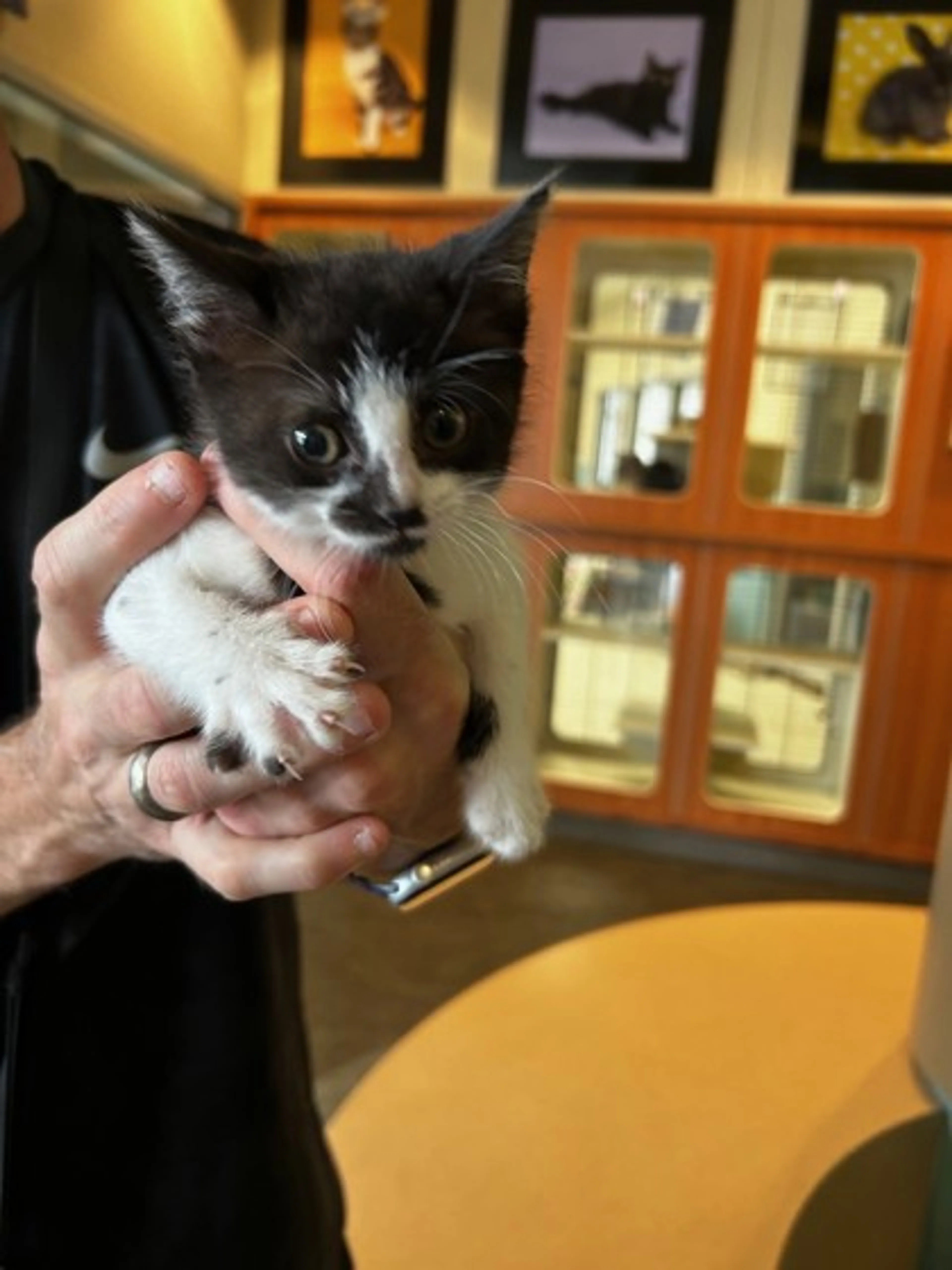 Found pet