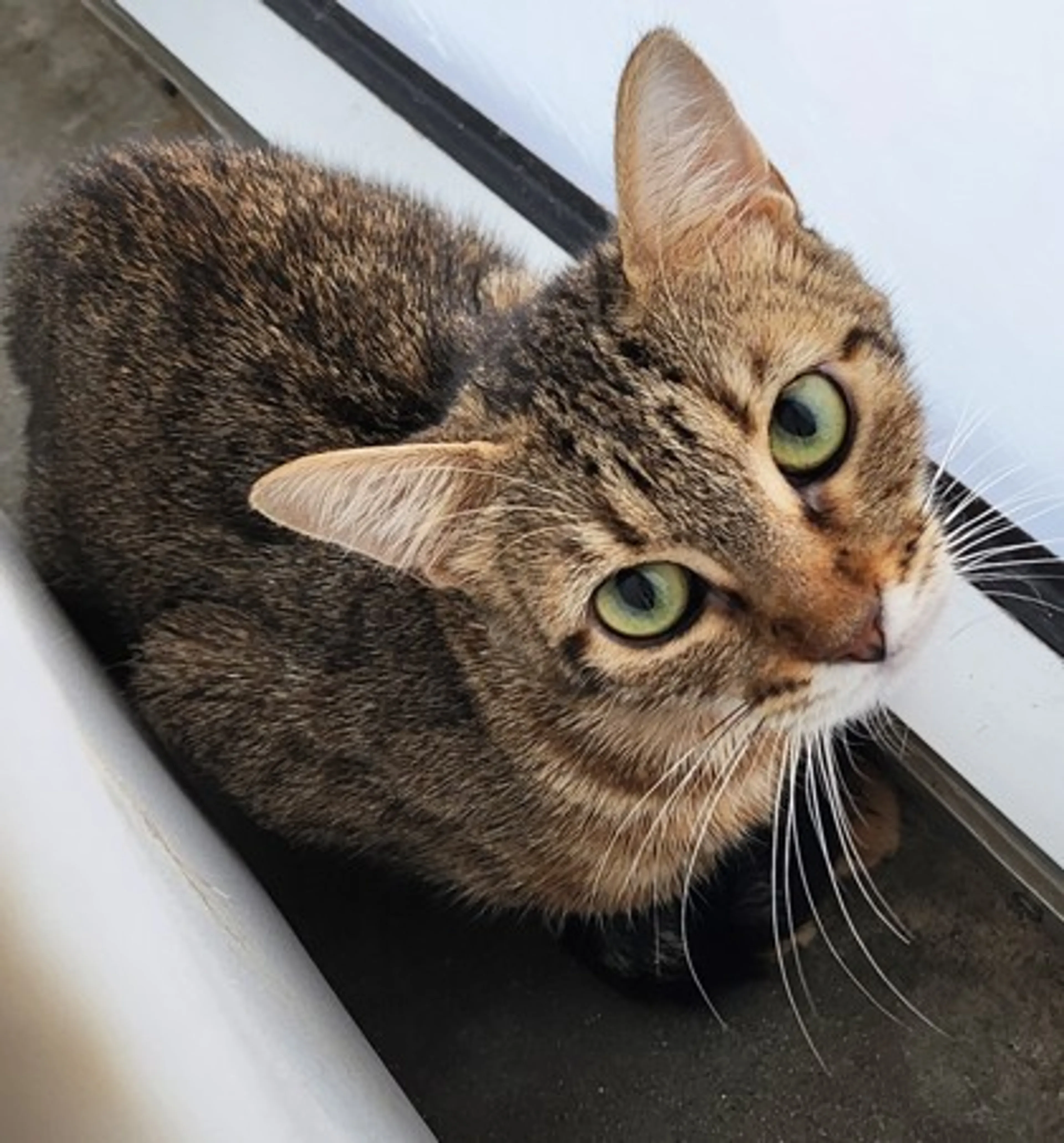 Found pet