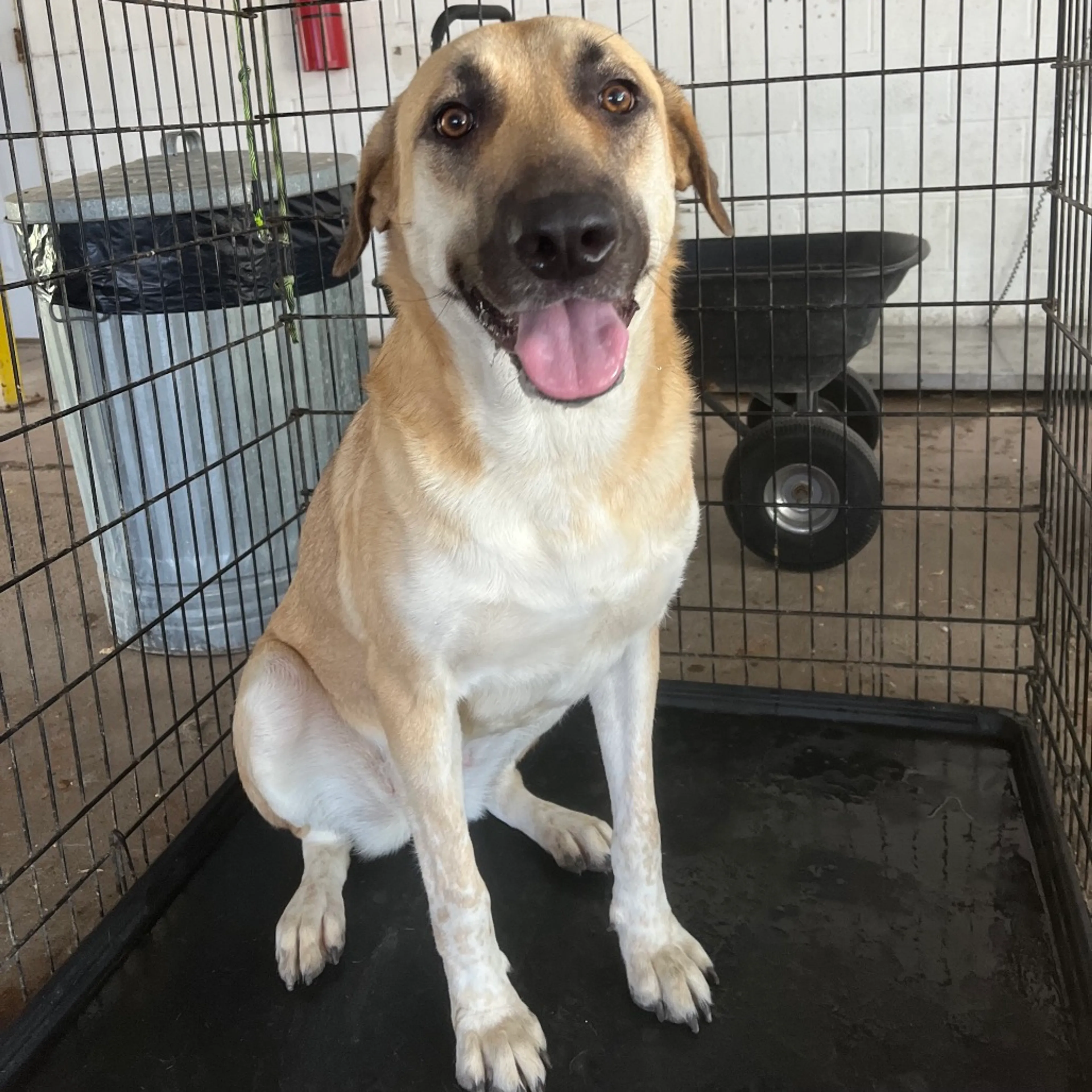Found pet