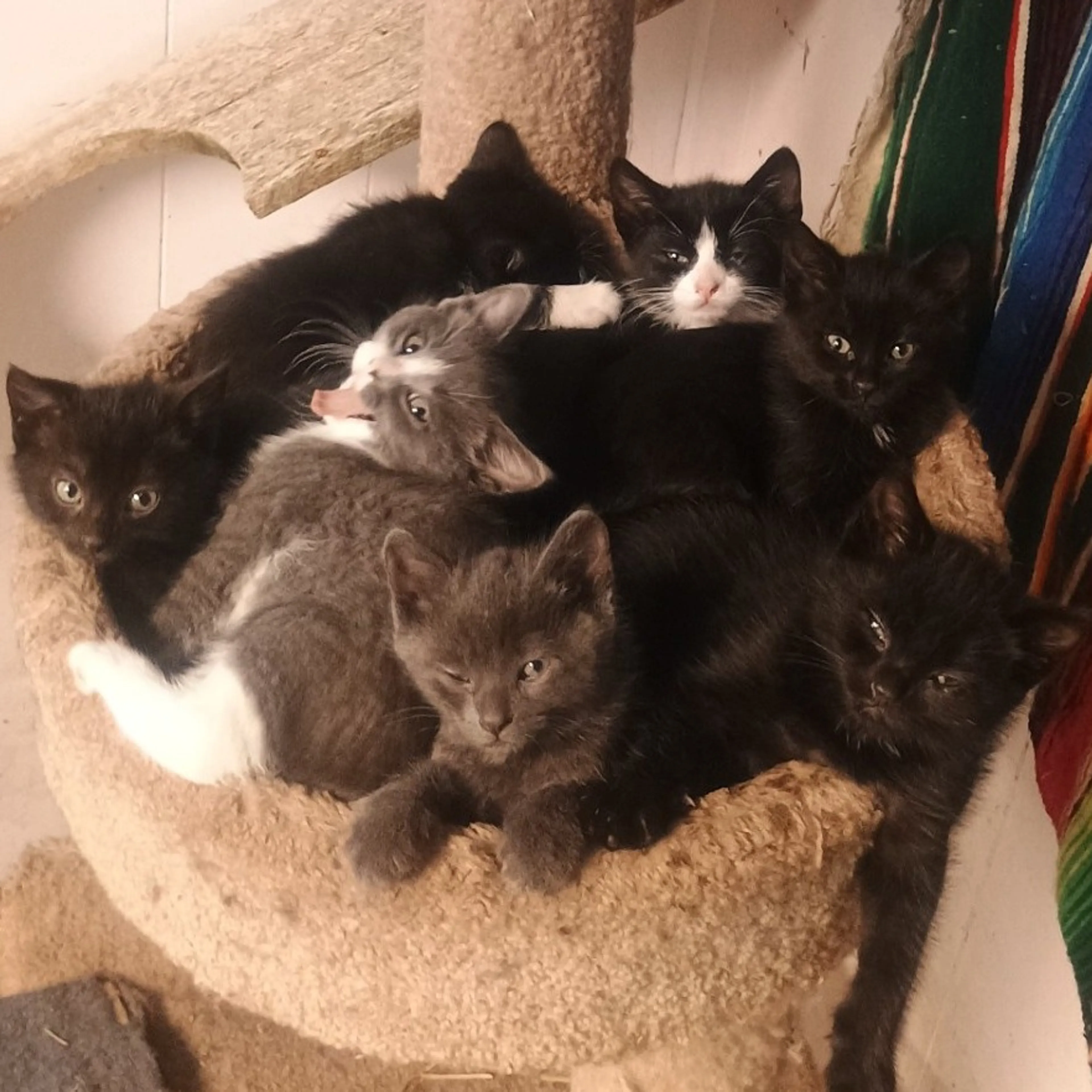 Found pet-1