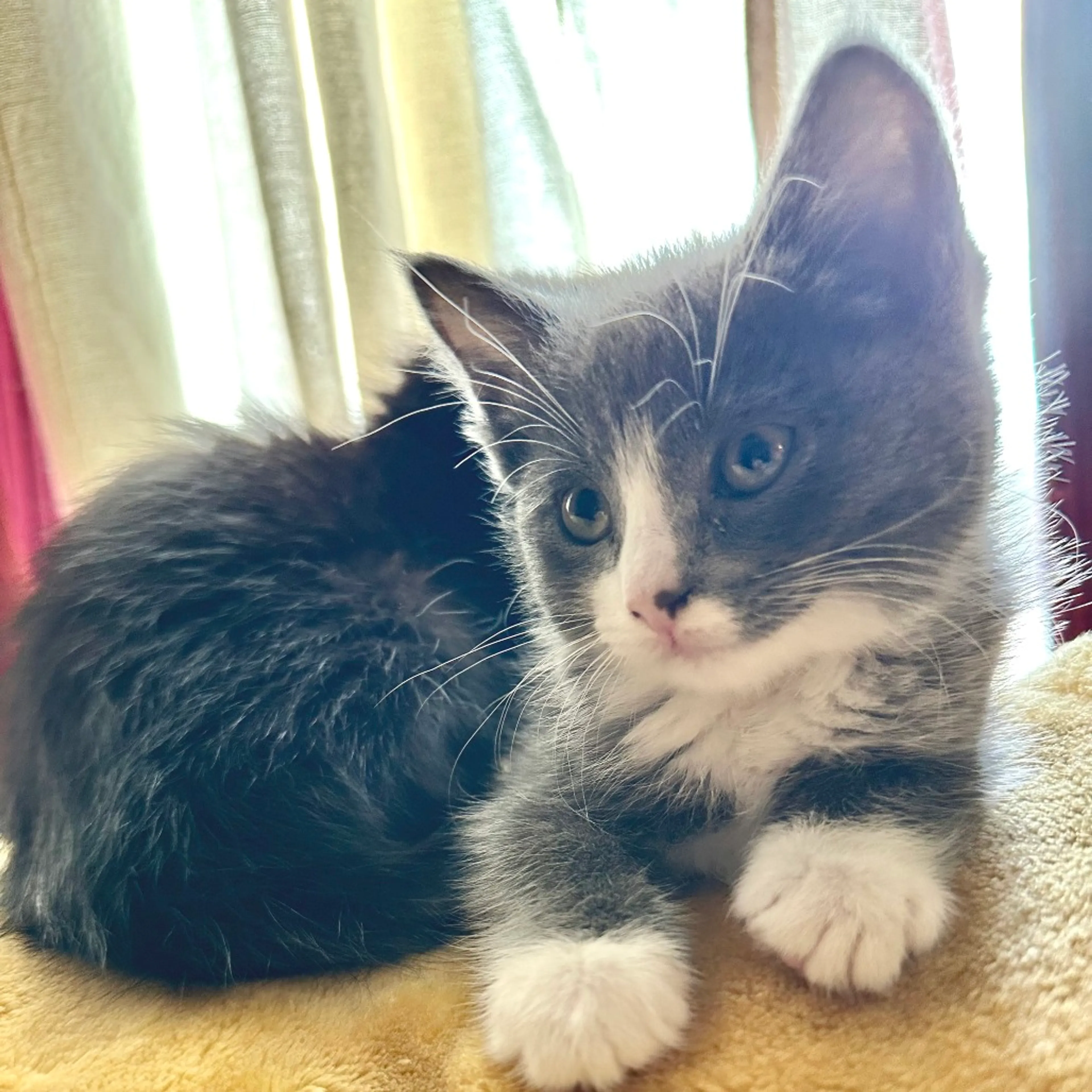 Found pet-0