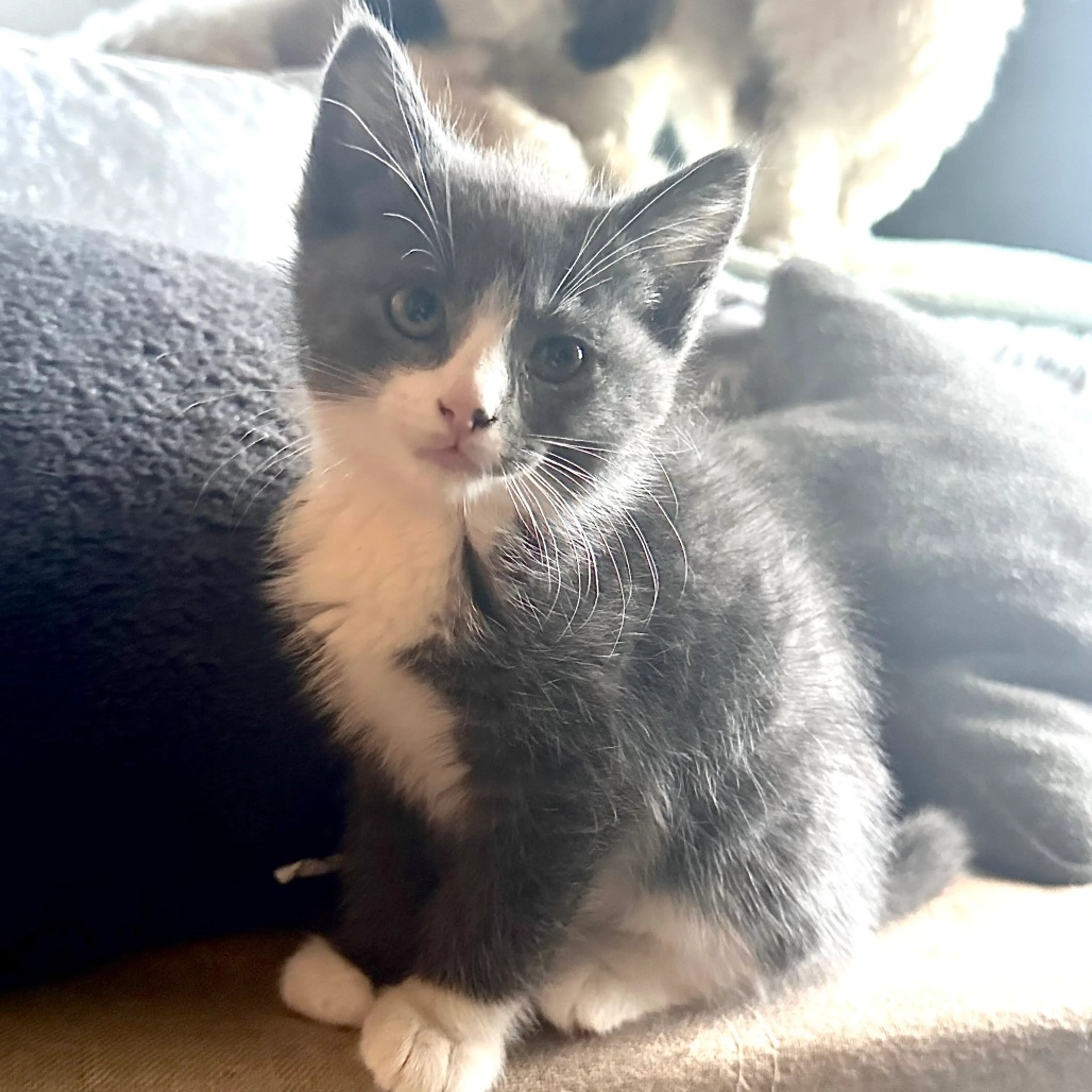Found pet-3